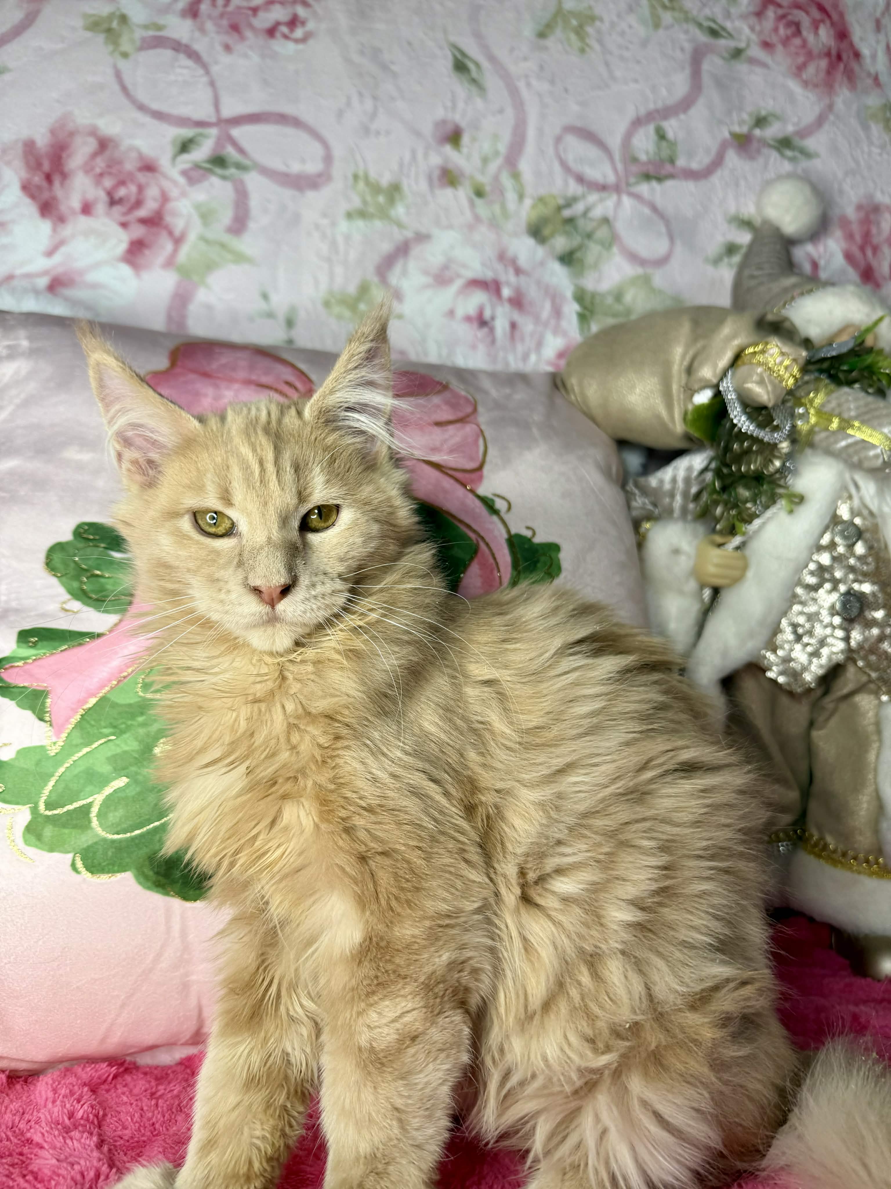 Kitten 62 (AVAILABLE)