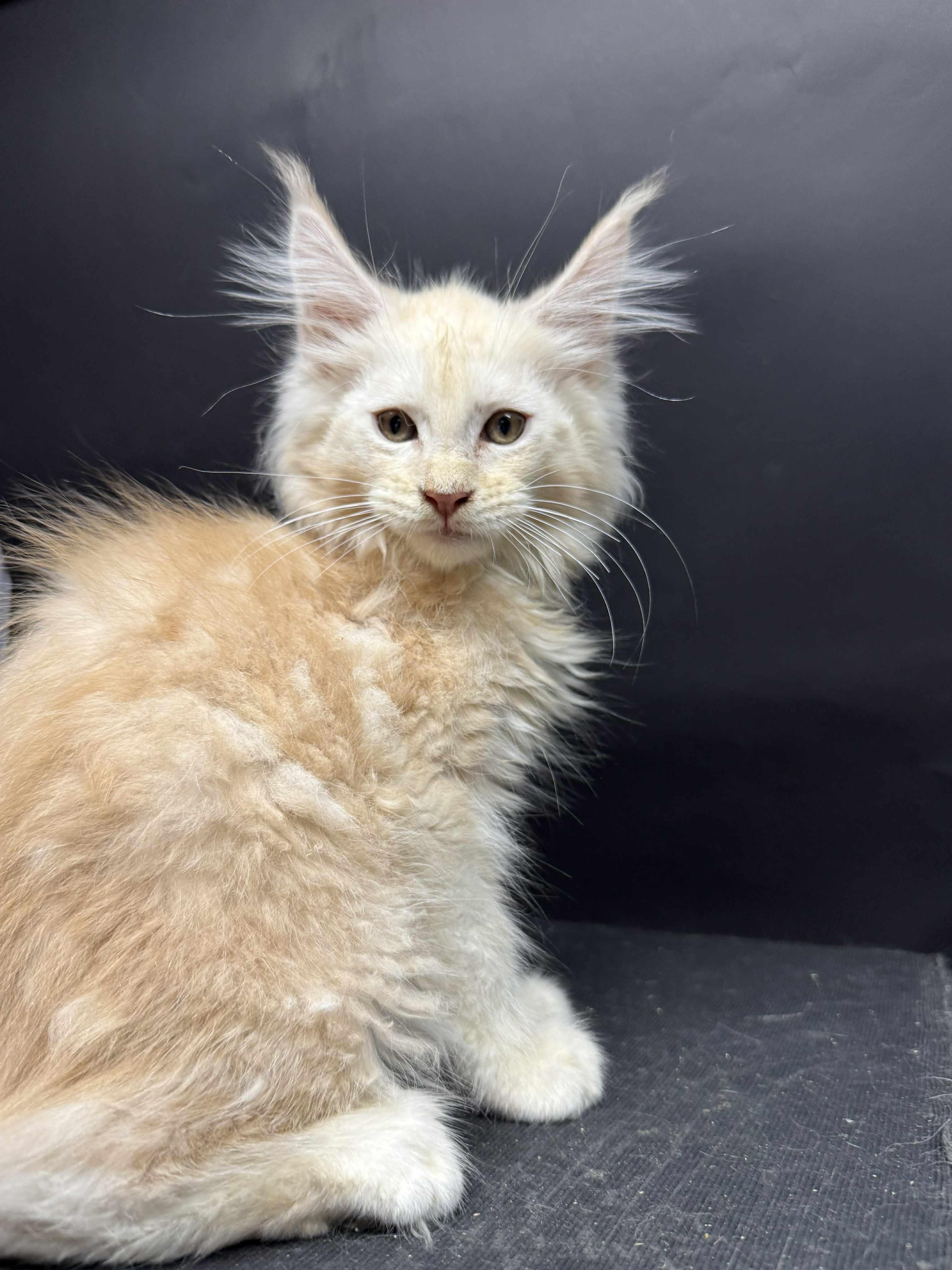 Kitten 49 (AVAILABLE)