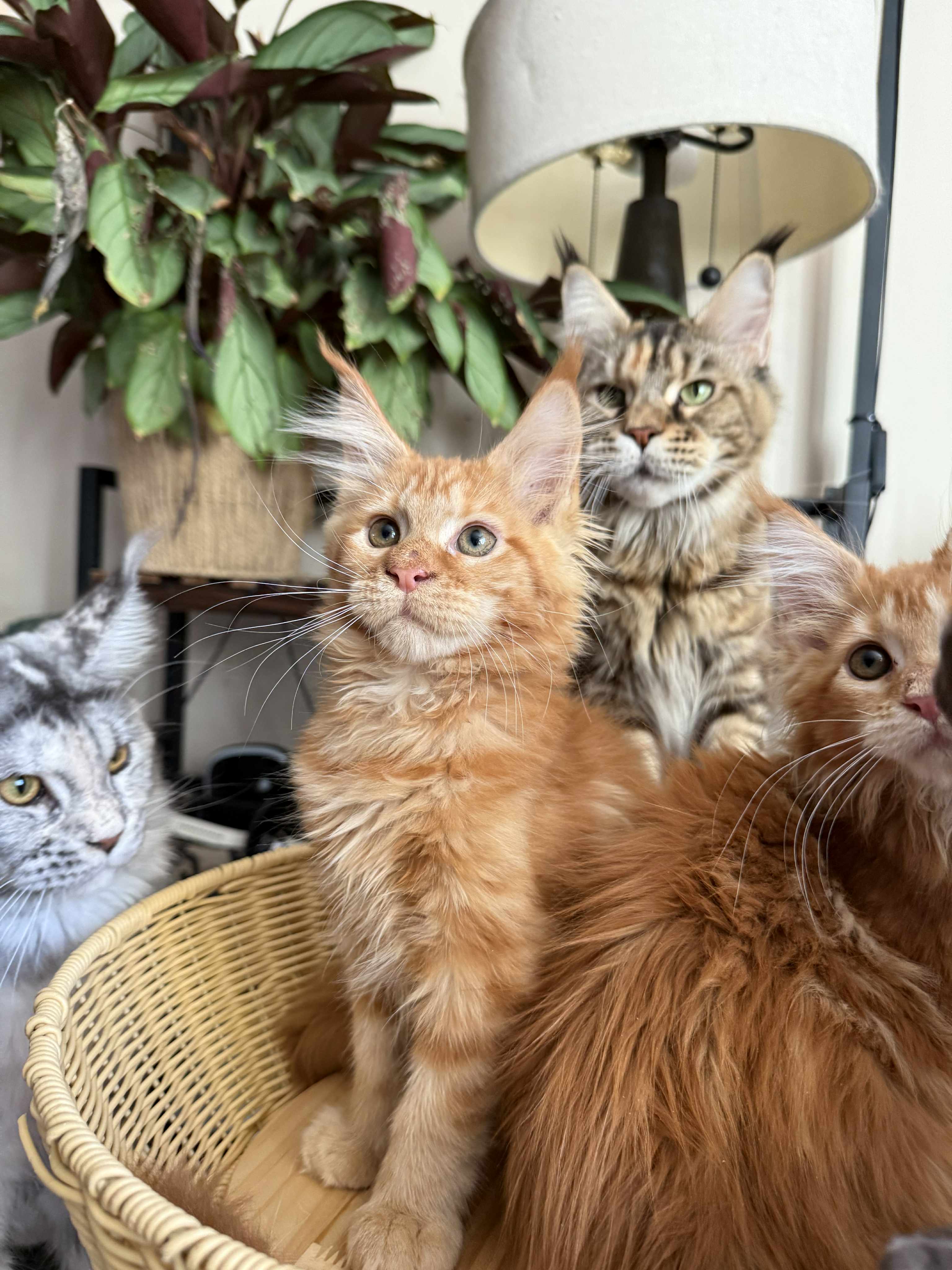 Kitten 58 (AVAILABLE)