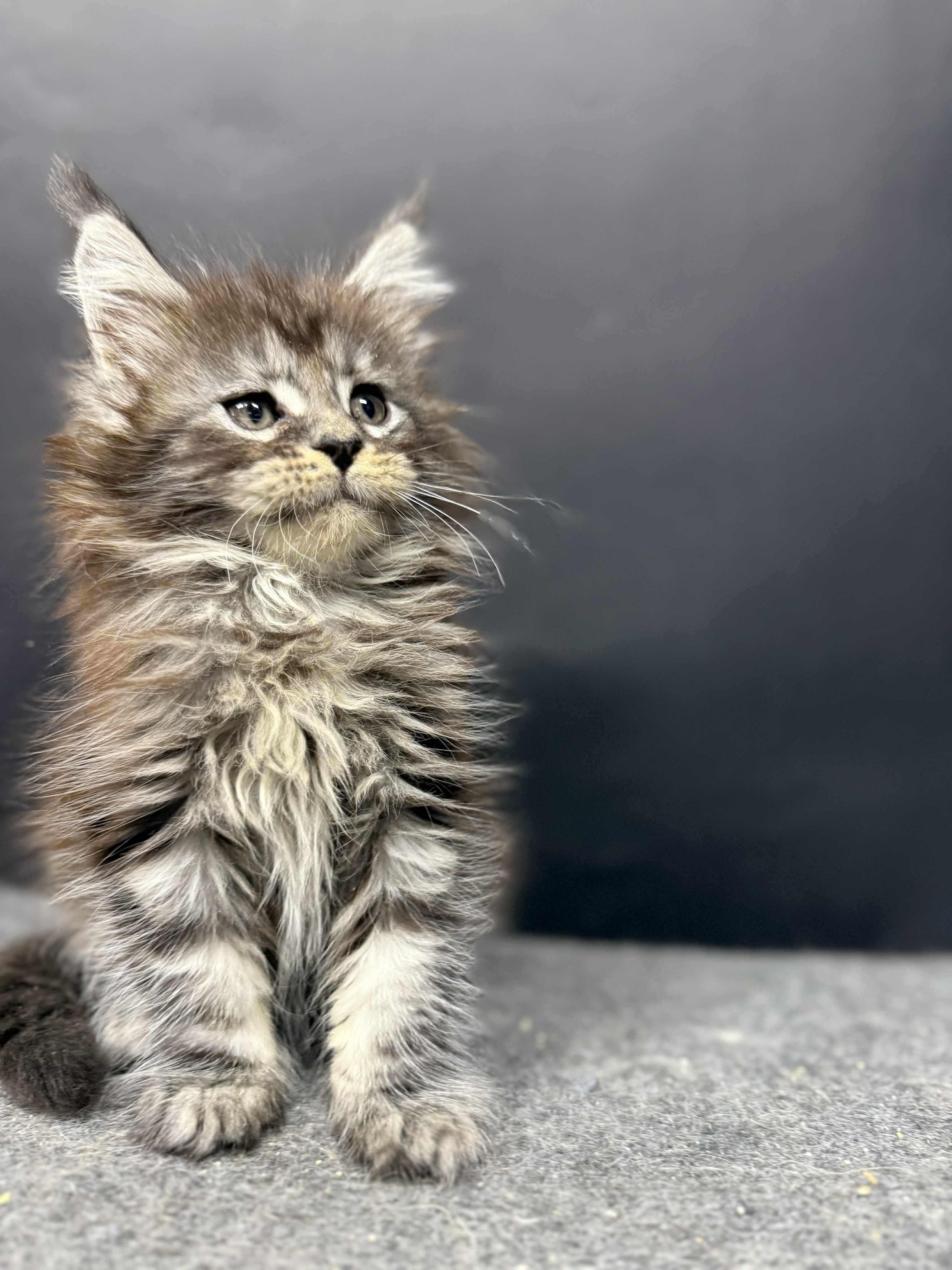 Kitten 51 (AVAILABLE)