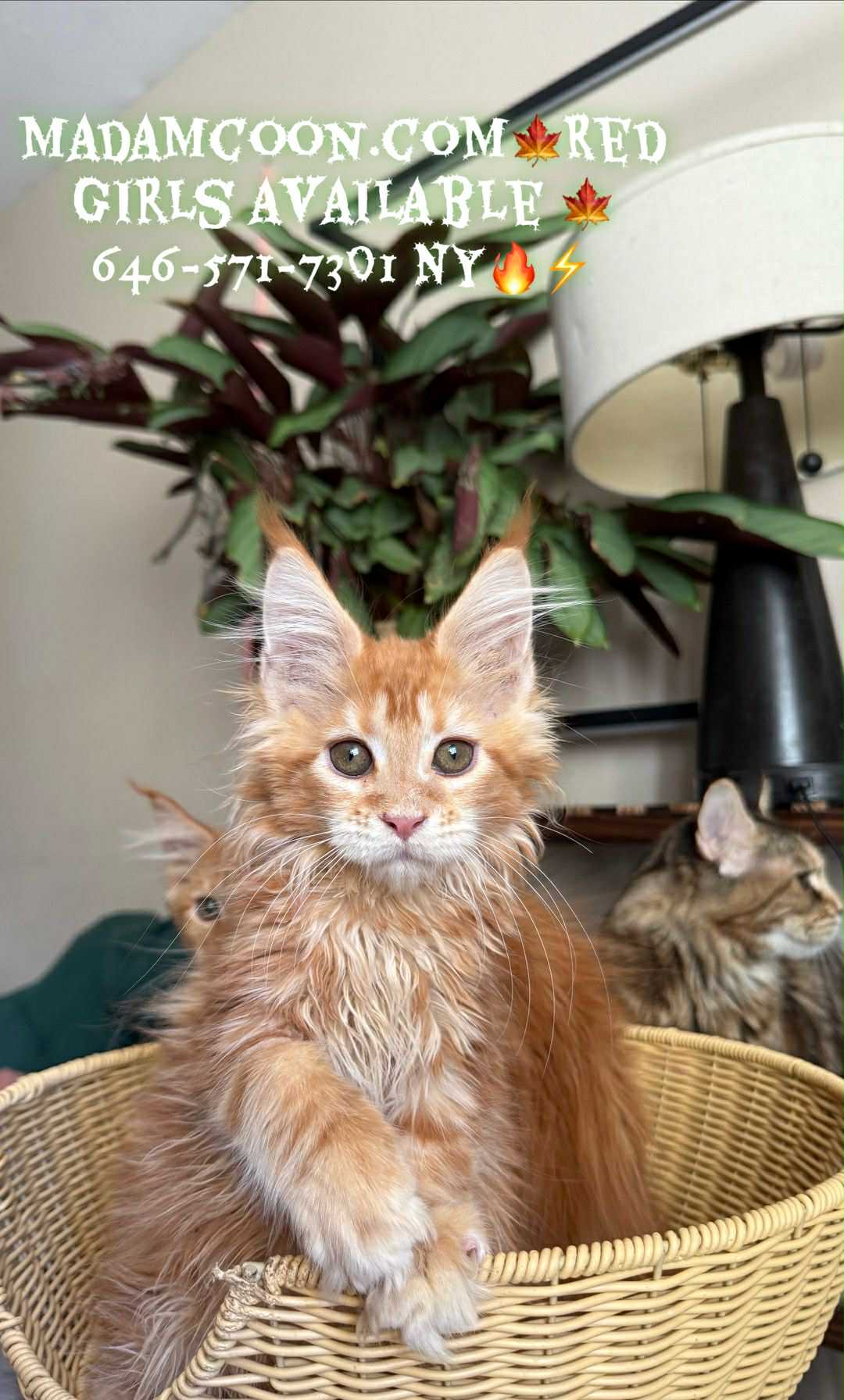 Kitten 57 (RESERVED)