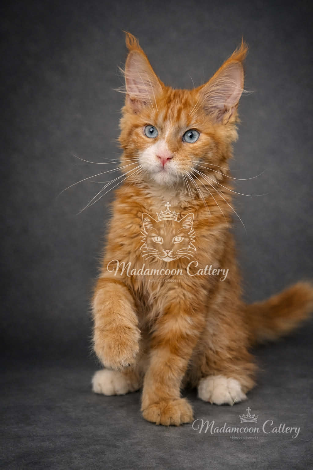 Kitten 73 (RESERVED)