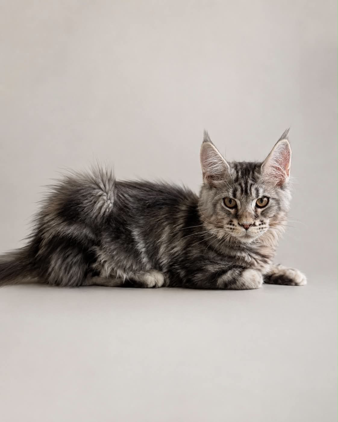 Kitten 85 (AVAILABLE)