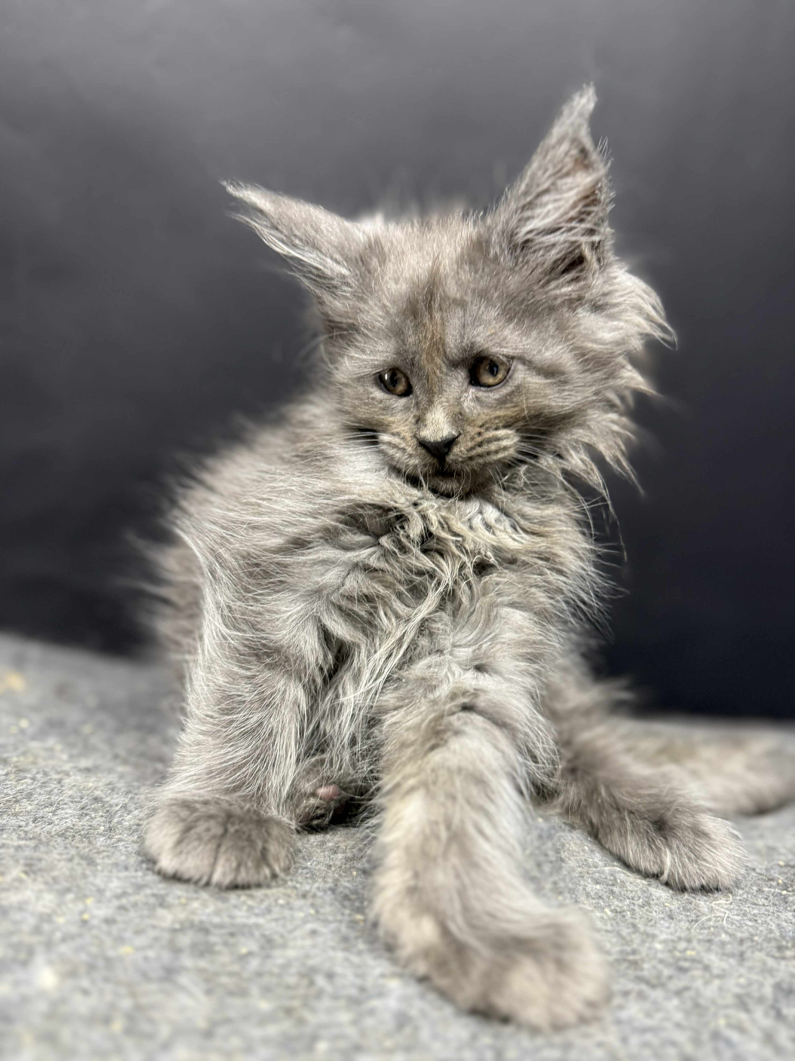 Kitten 61 (AVAILABLE FOR RESERVATION)