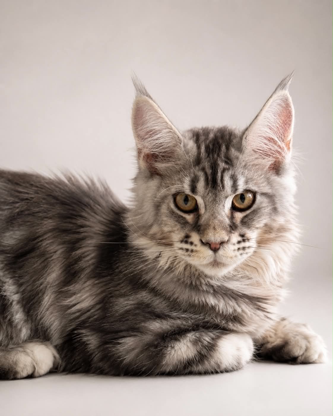 Kitten 85 (AVAILABLE)