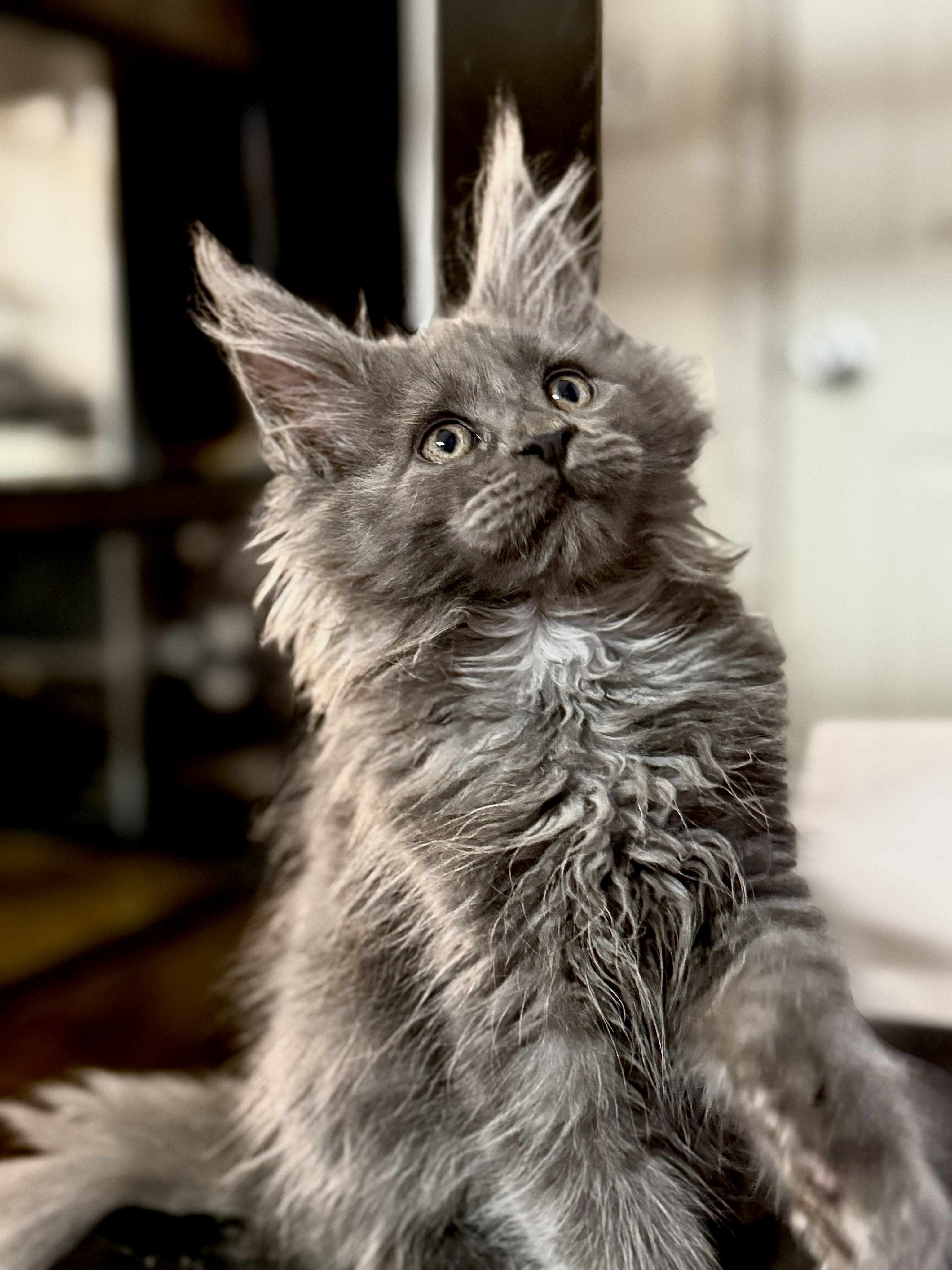 Kitten 55 (AVAILABLE FOR RESERVATION)