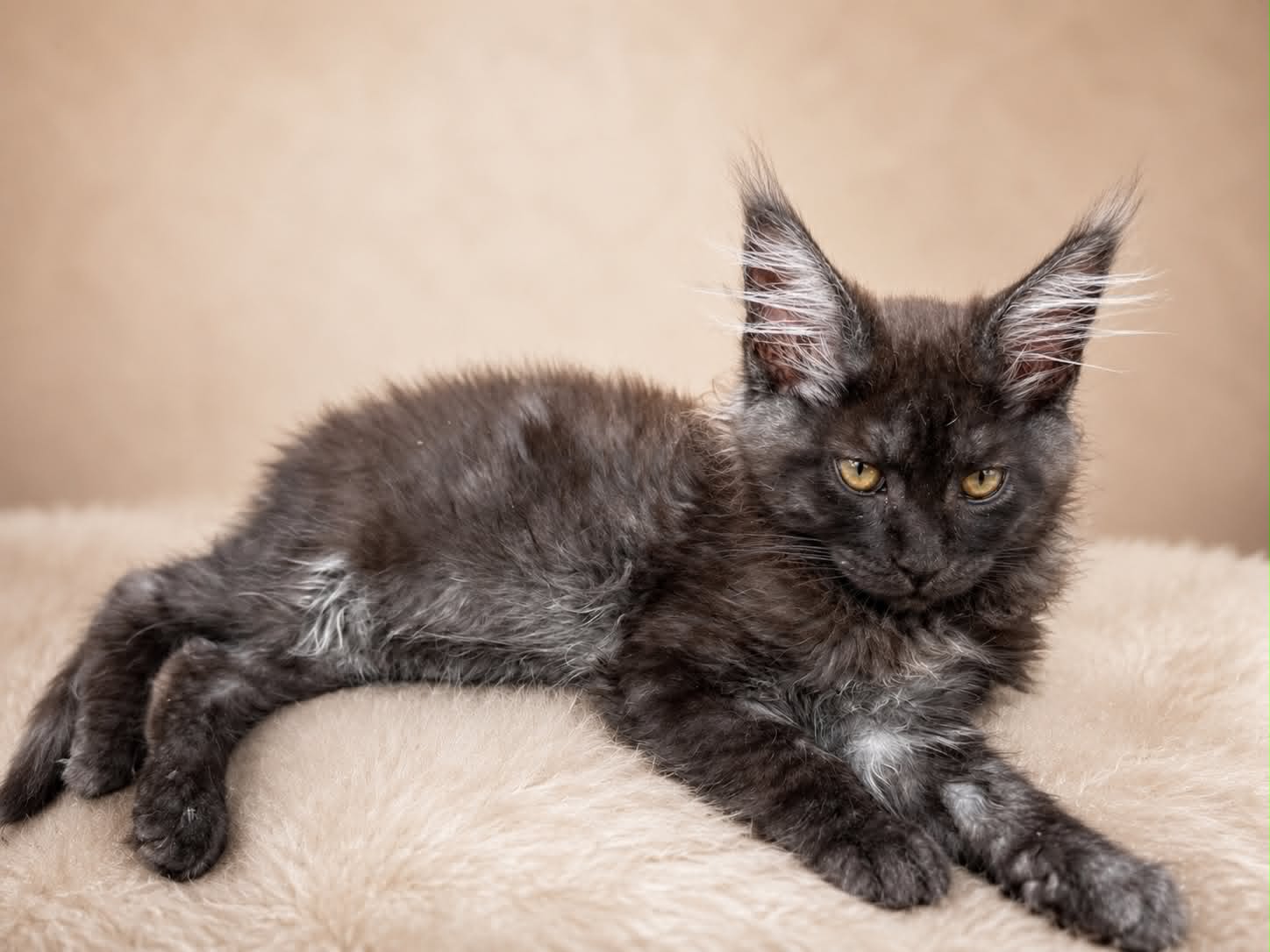 Kitten 92 (AVAILABLE)