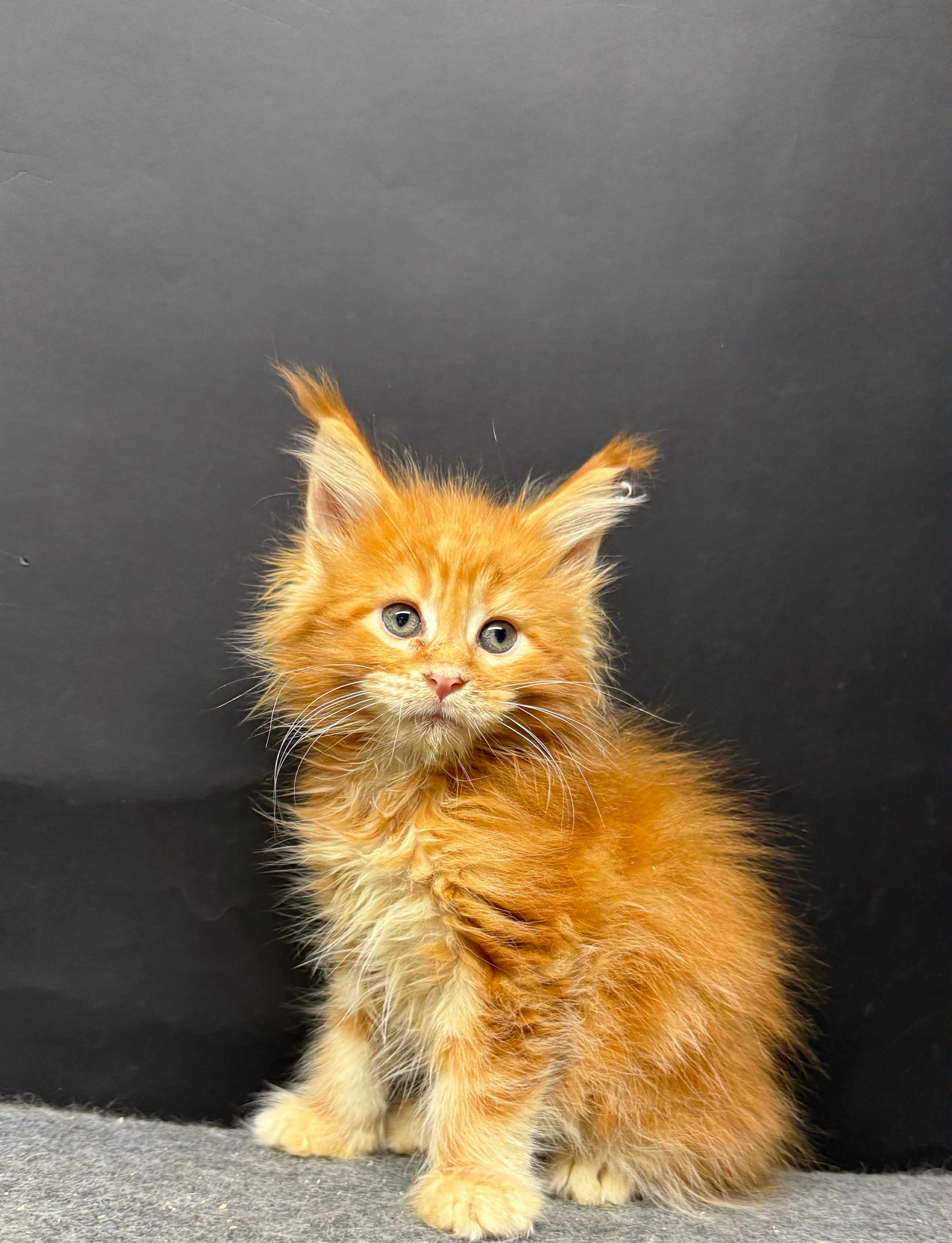 Kitten 50 (AVAILABLE)