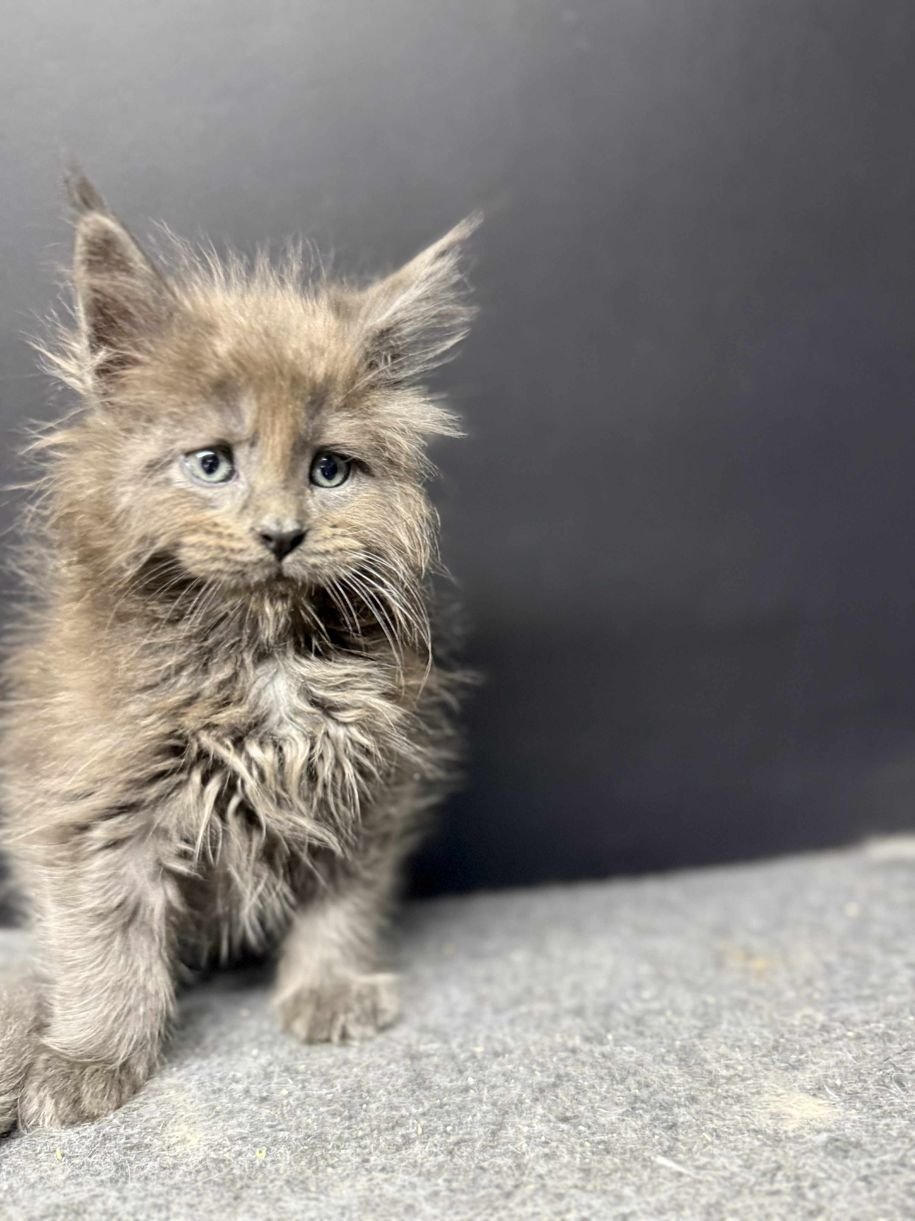 Kitten 53 (AVAILABLE)