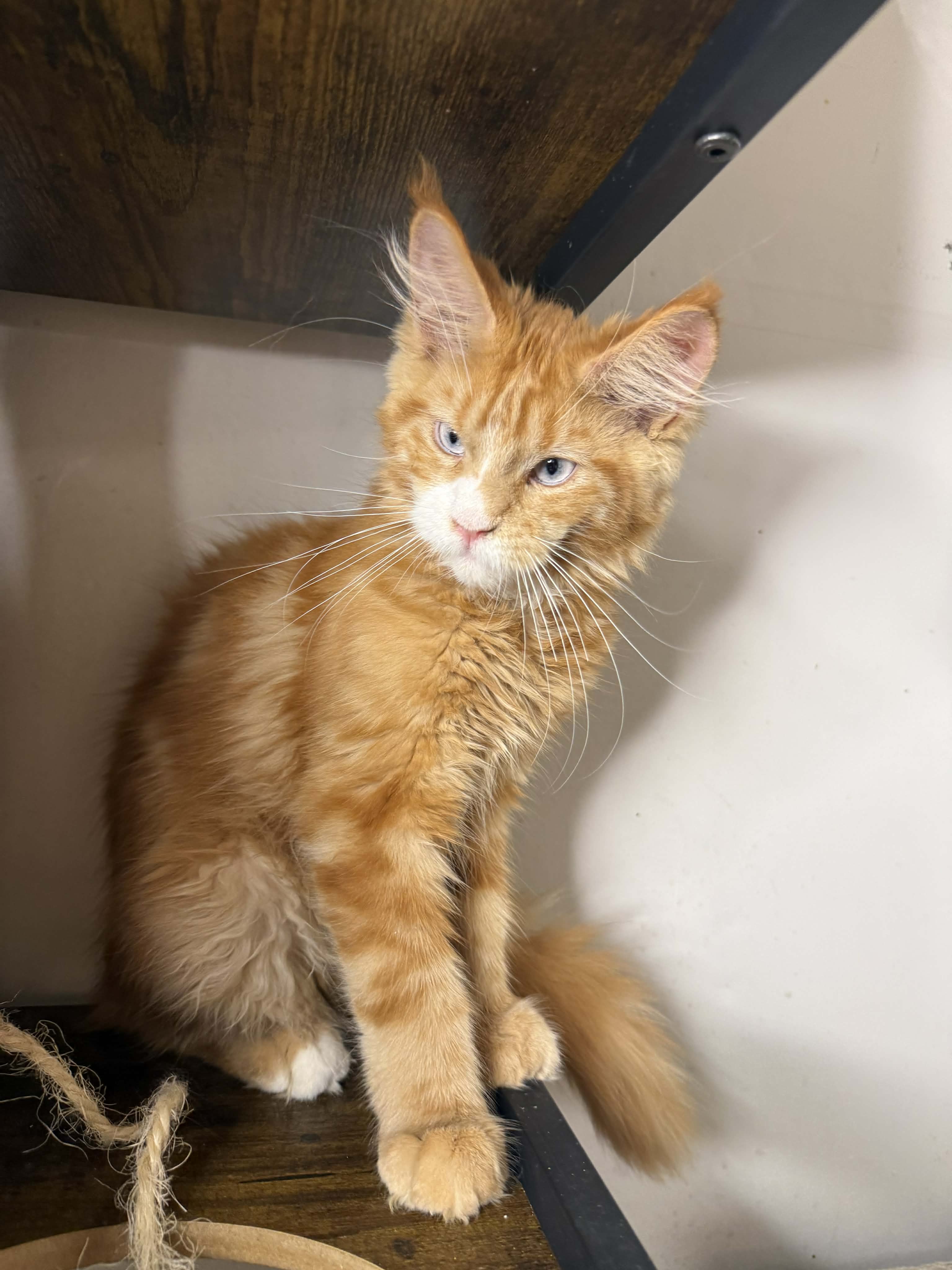 Kitten 73 (RESERVED)