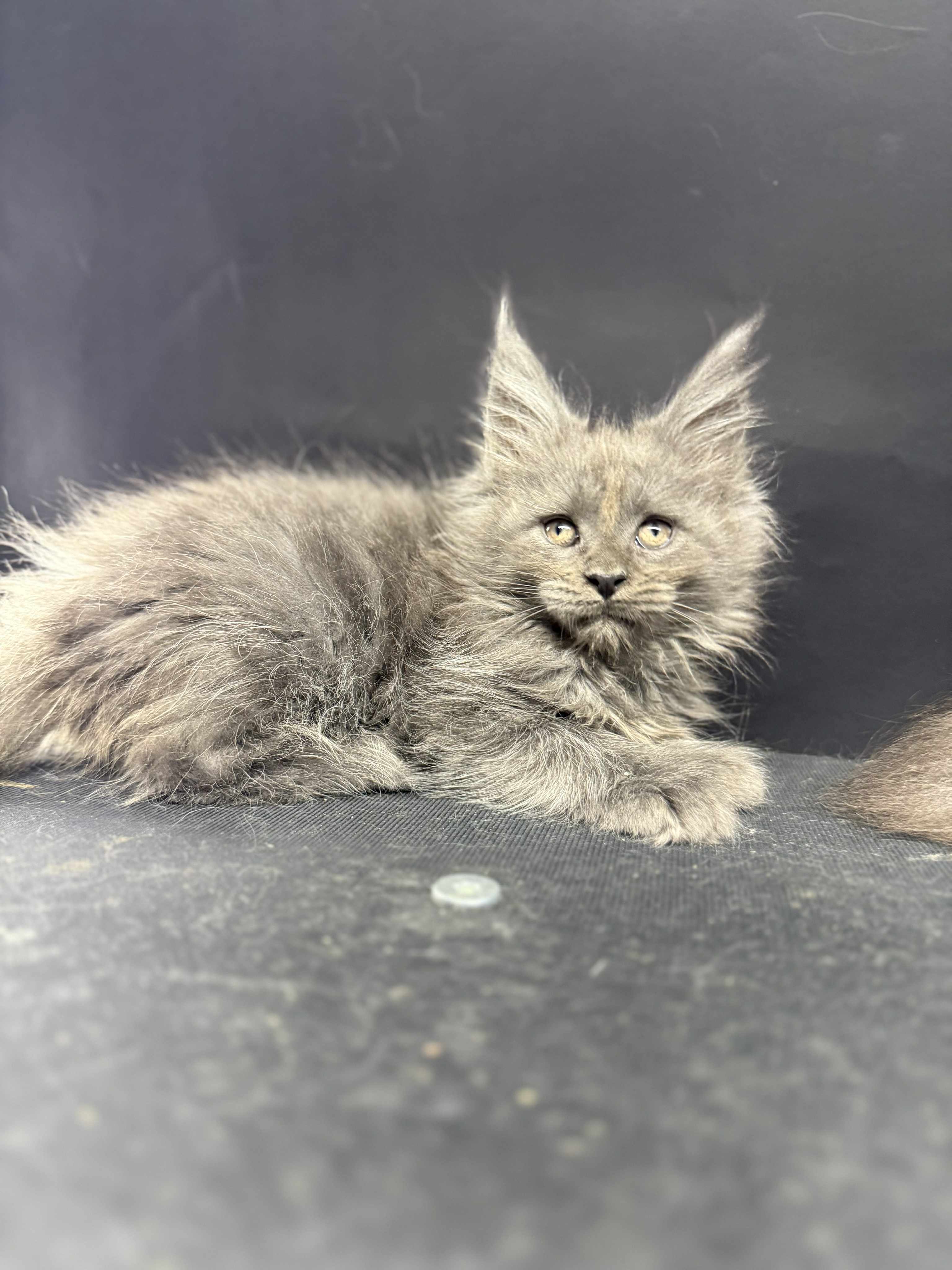 Kitten 61 (AVAILABLE FOR RESERVATION)