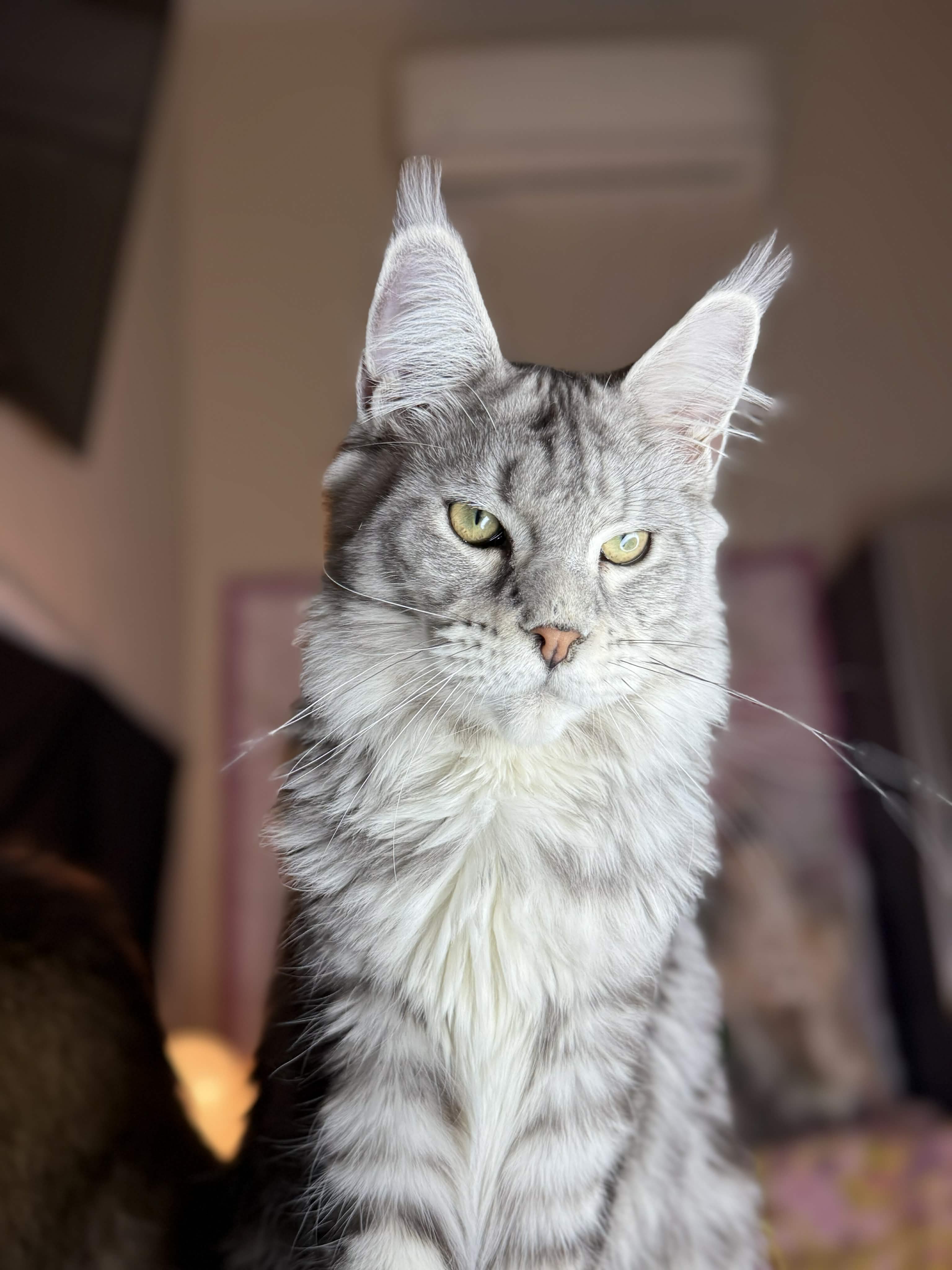 Kitten 65 (AVAILABLE)