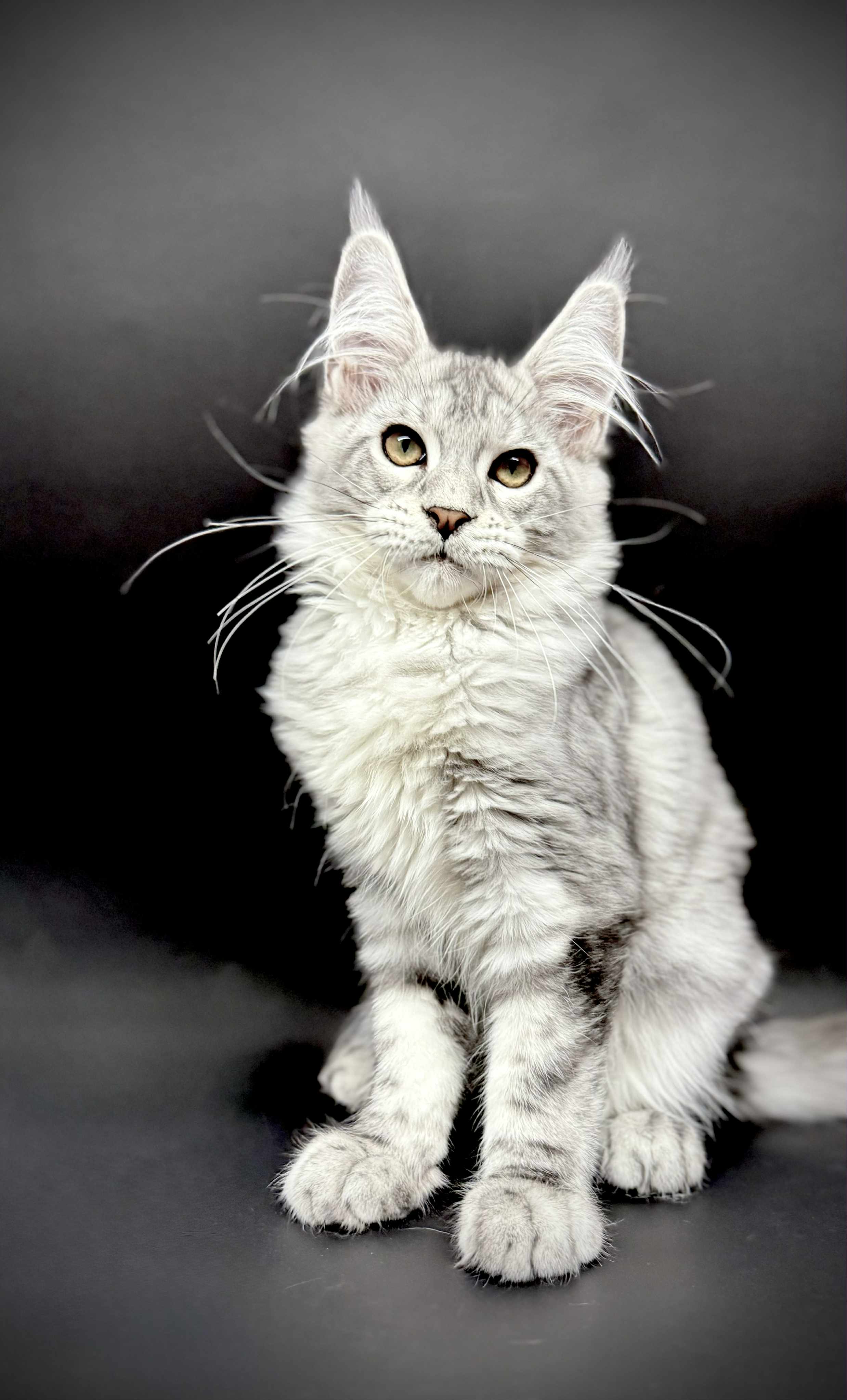 Kitten 48 (AVAILABLE)