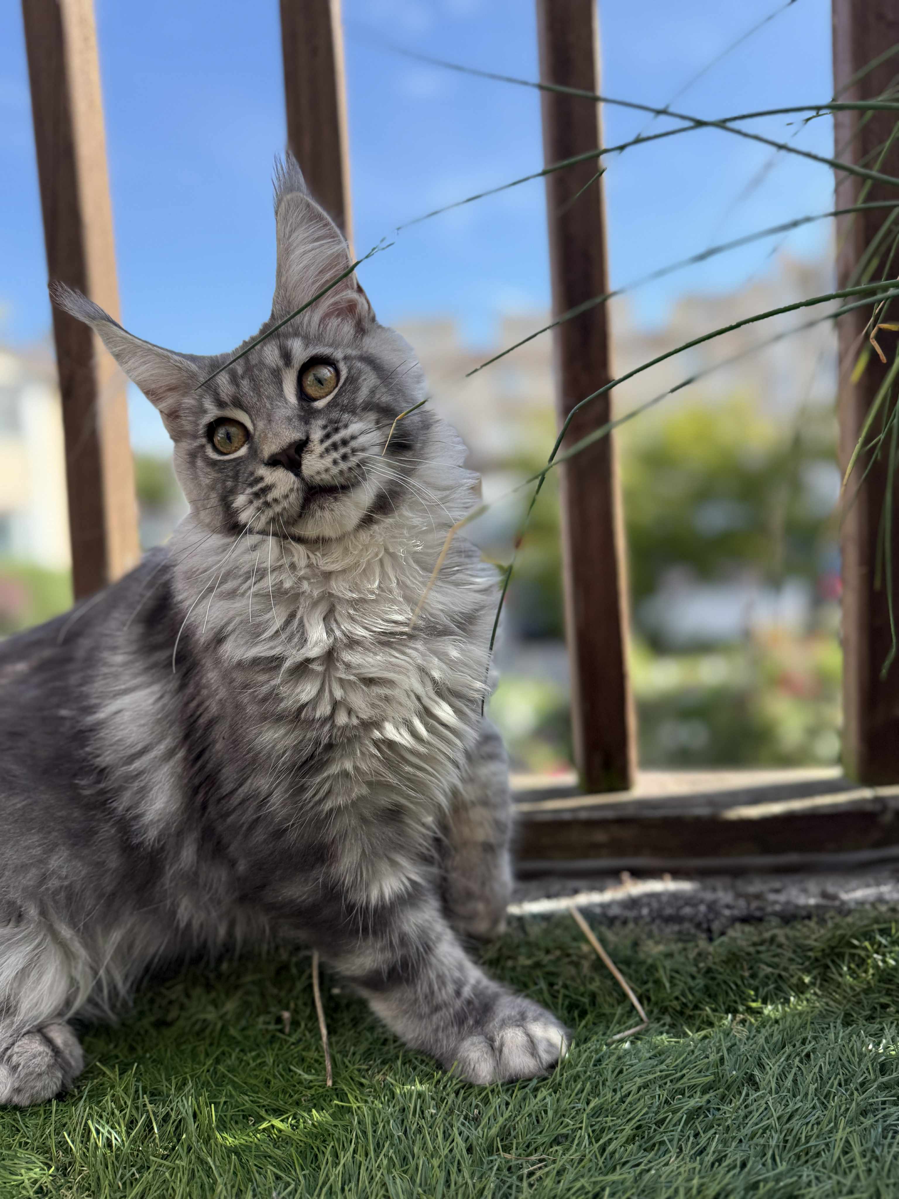 Kitten 43 (AVAILABLE)