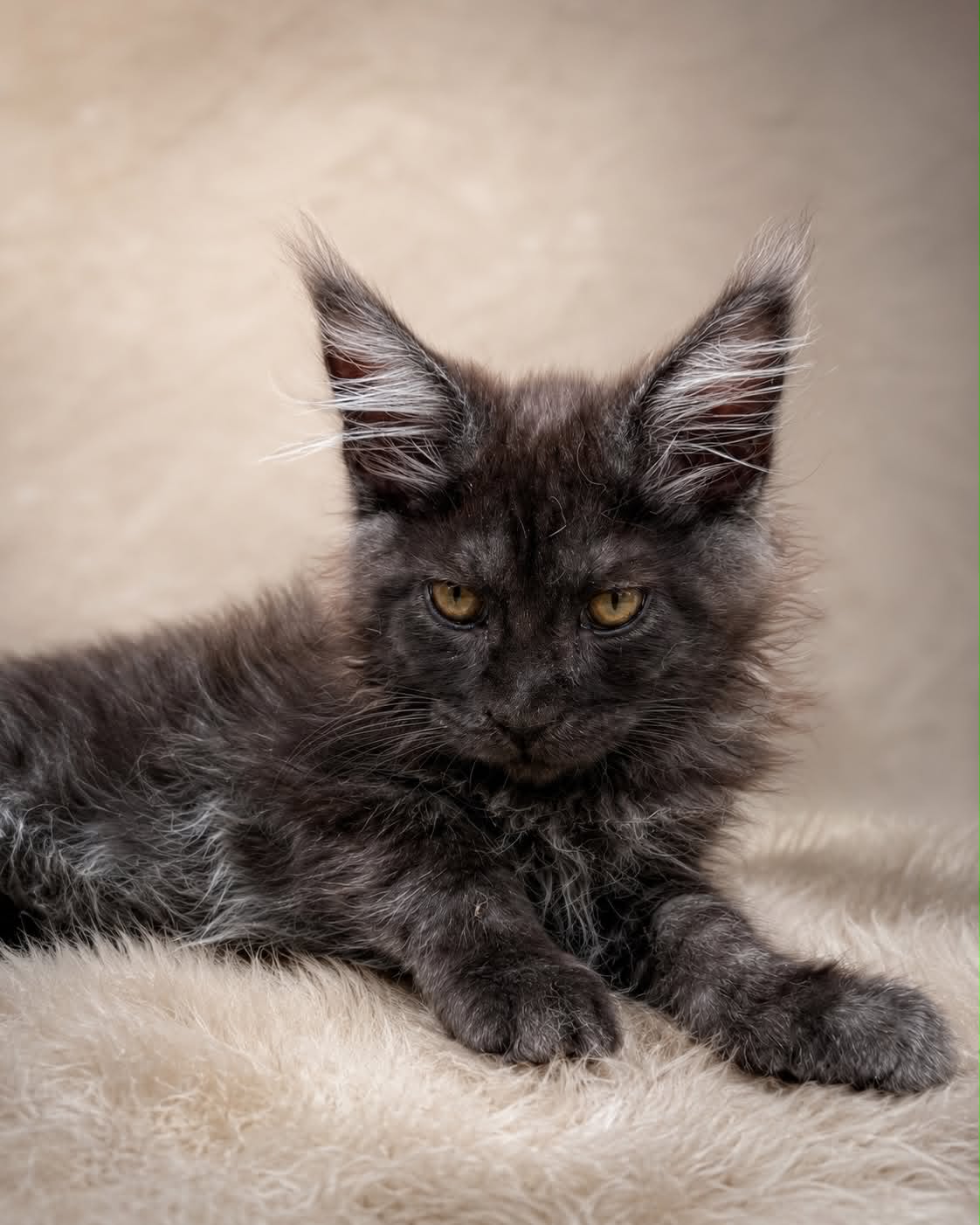 Kitten 92 (AVAILABLE)