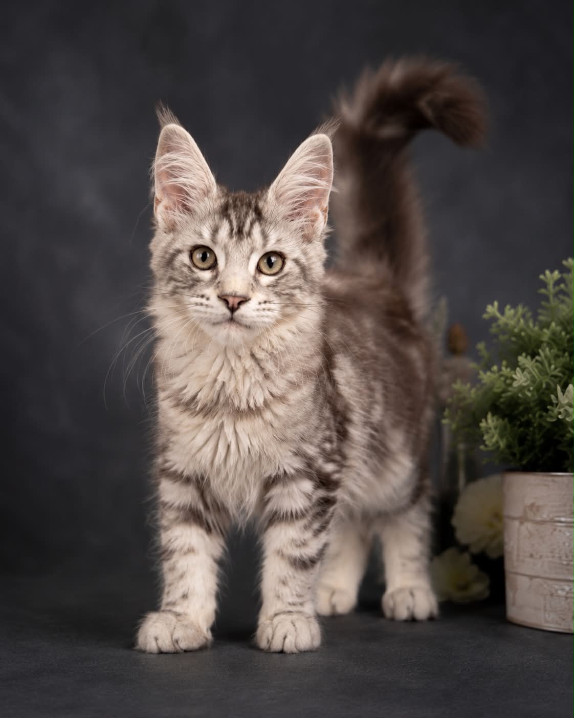 Kitten 90 (AVAILABLE)