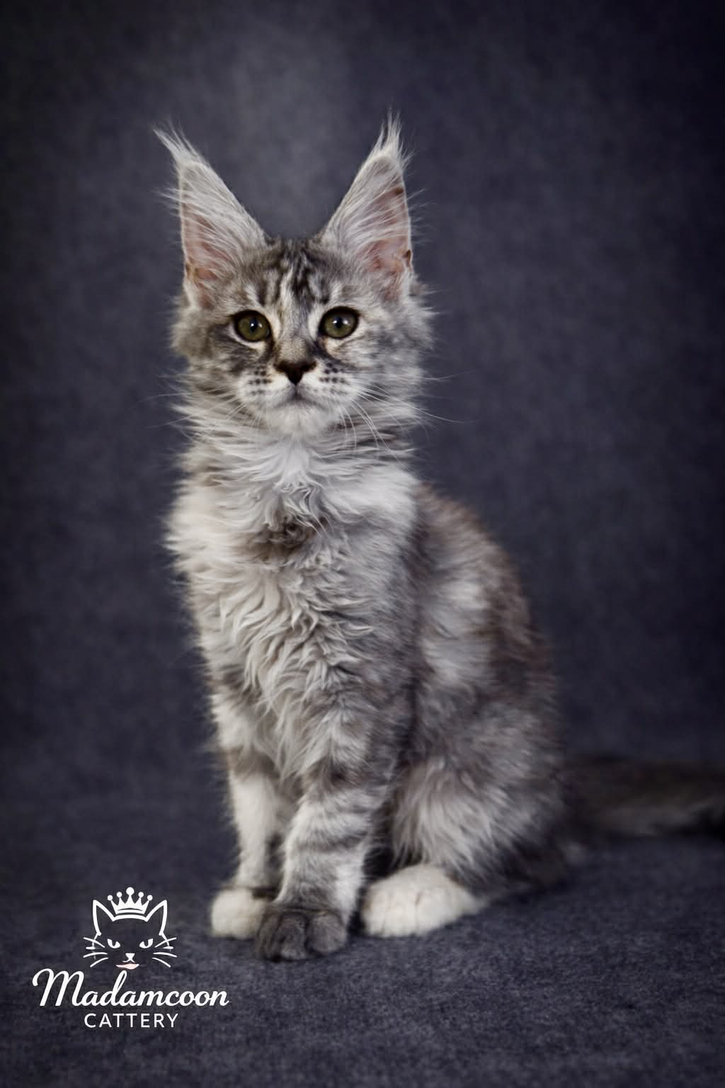 Kitten 71 (AVAILABLE)