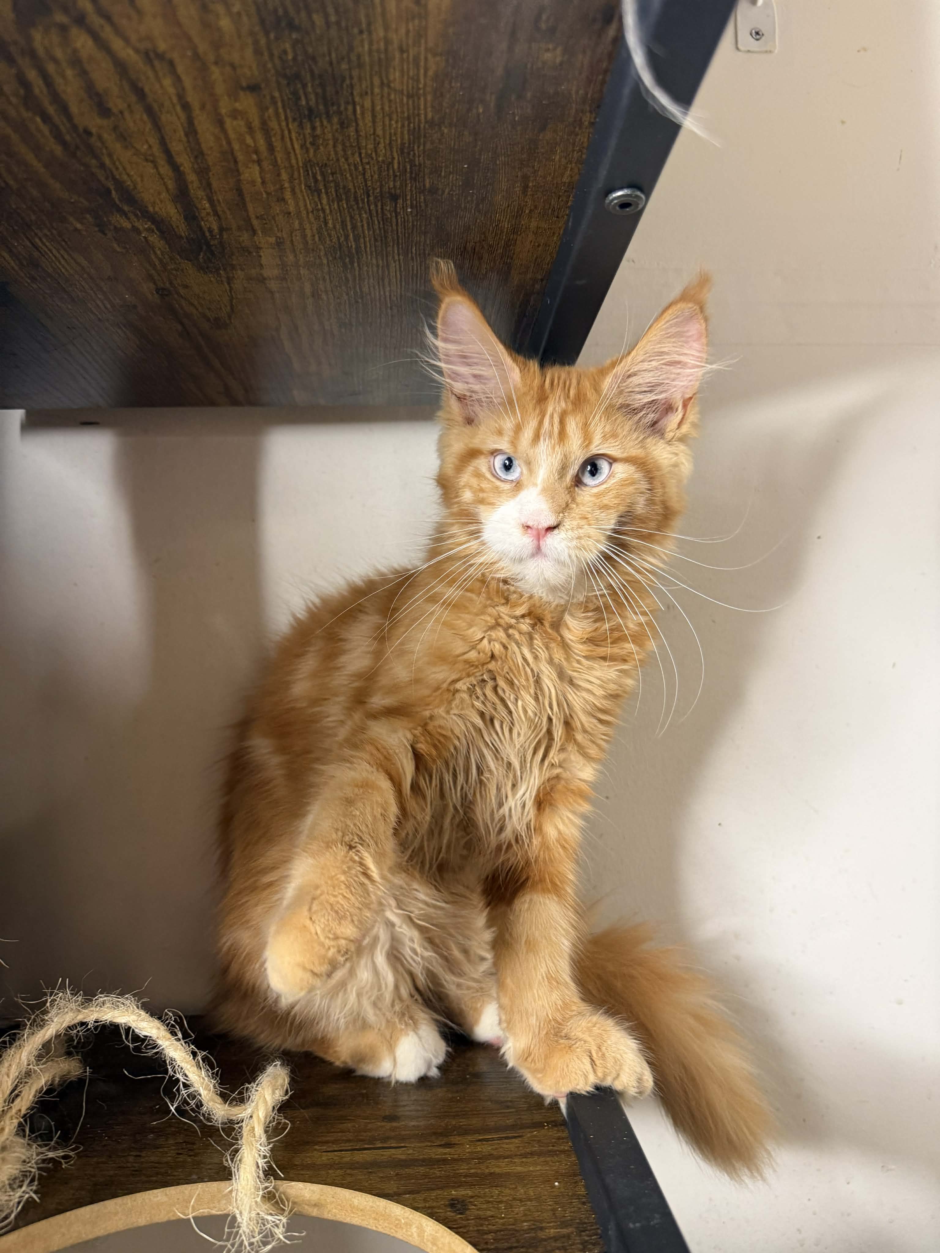 Kitten 73 (RESERVED)