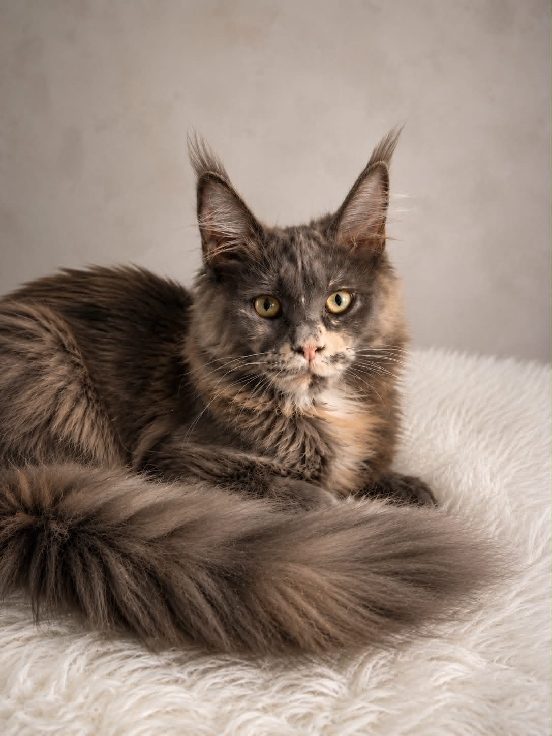 Kitten 89 (AVAILABLE)