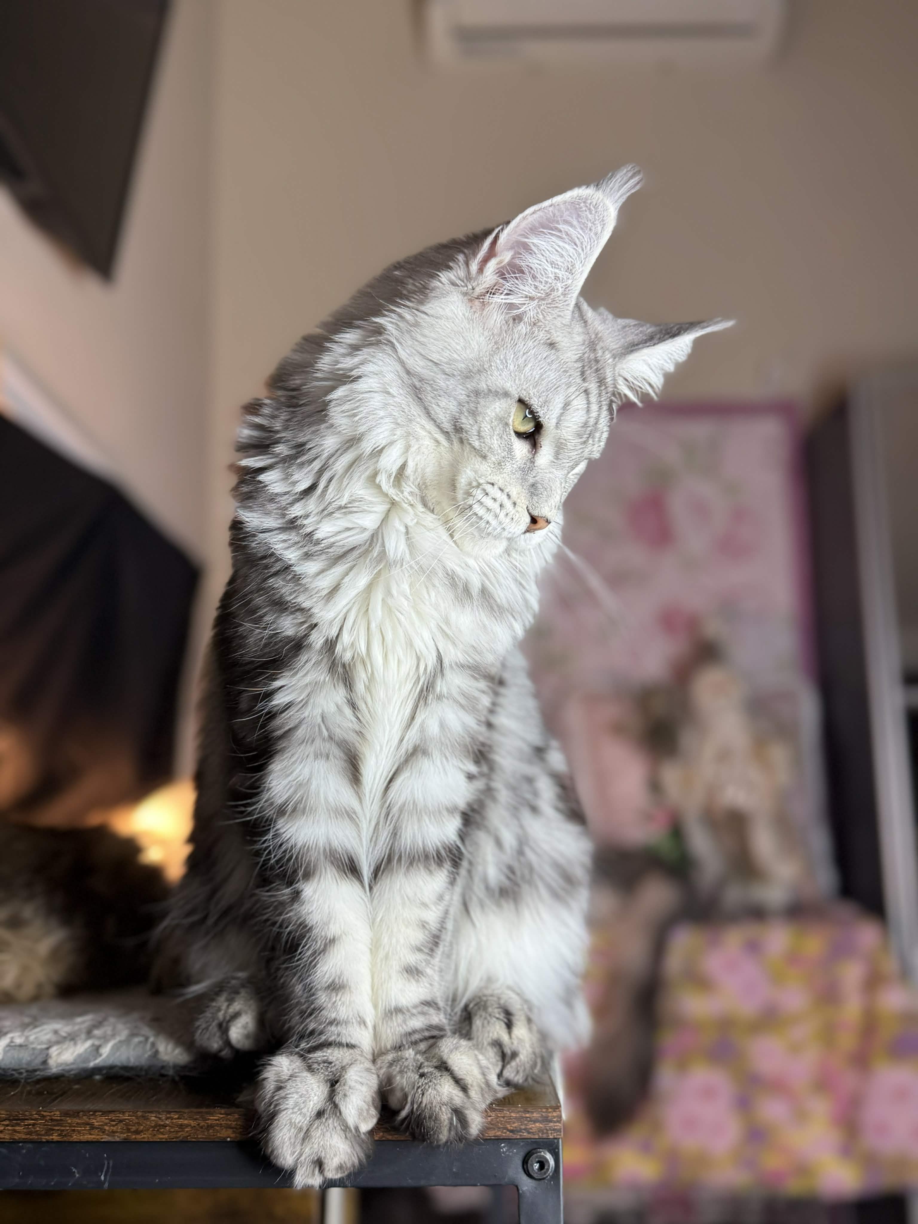 Kitten 65 (AVAILABLE)