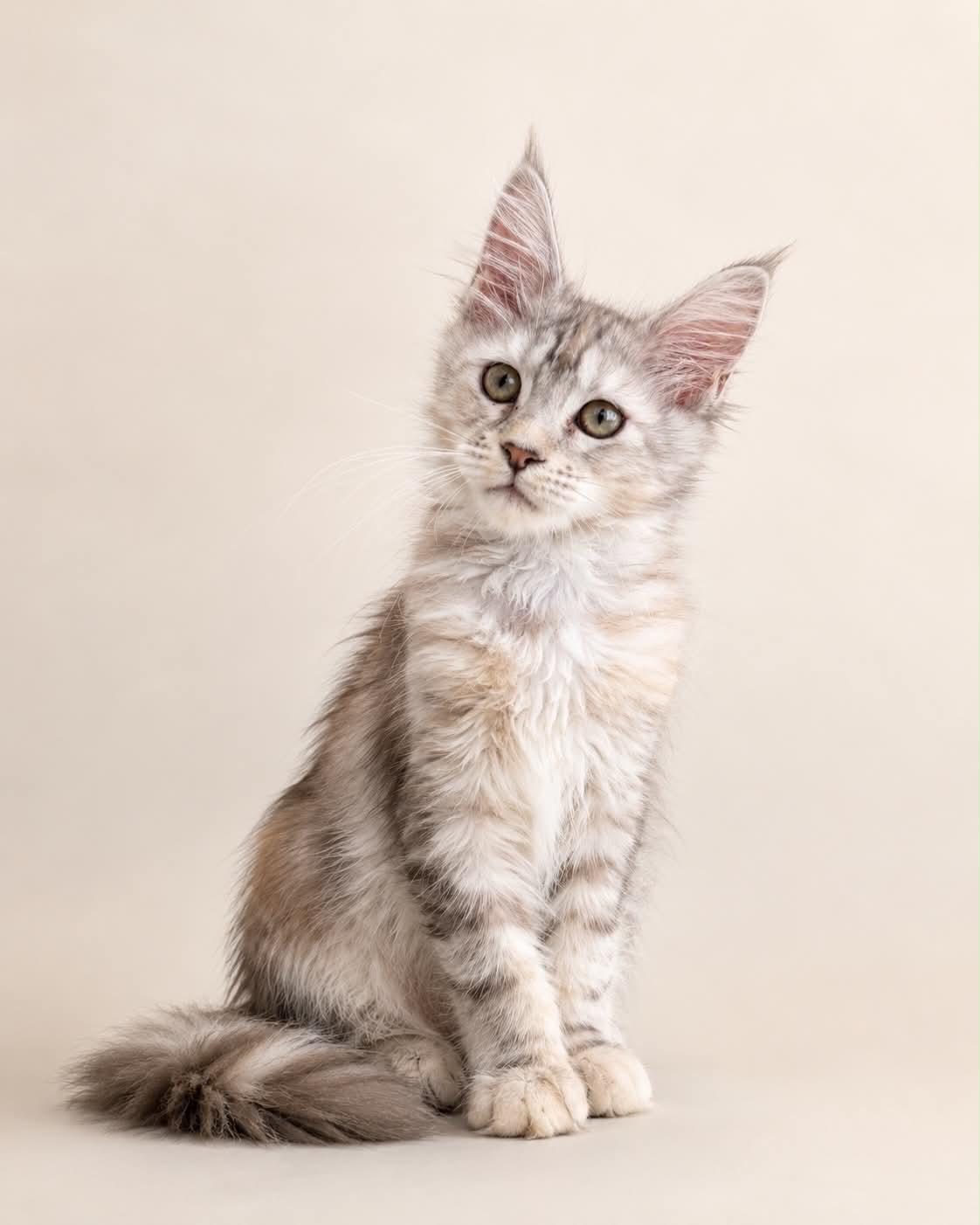 Kitten 86 (AVAILABLE)