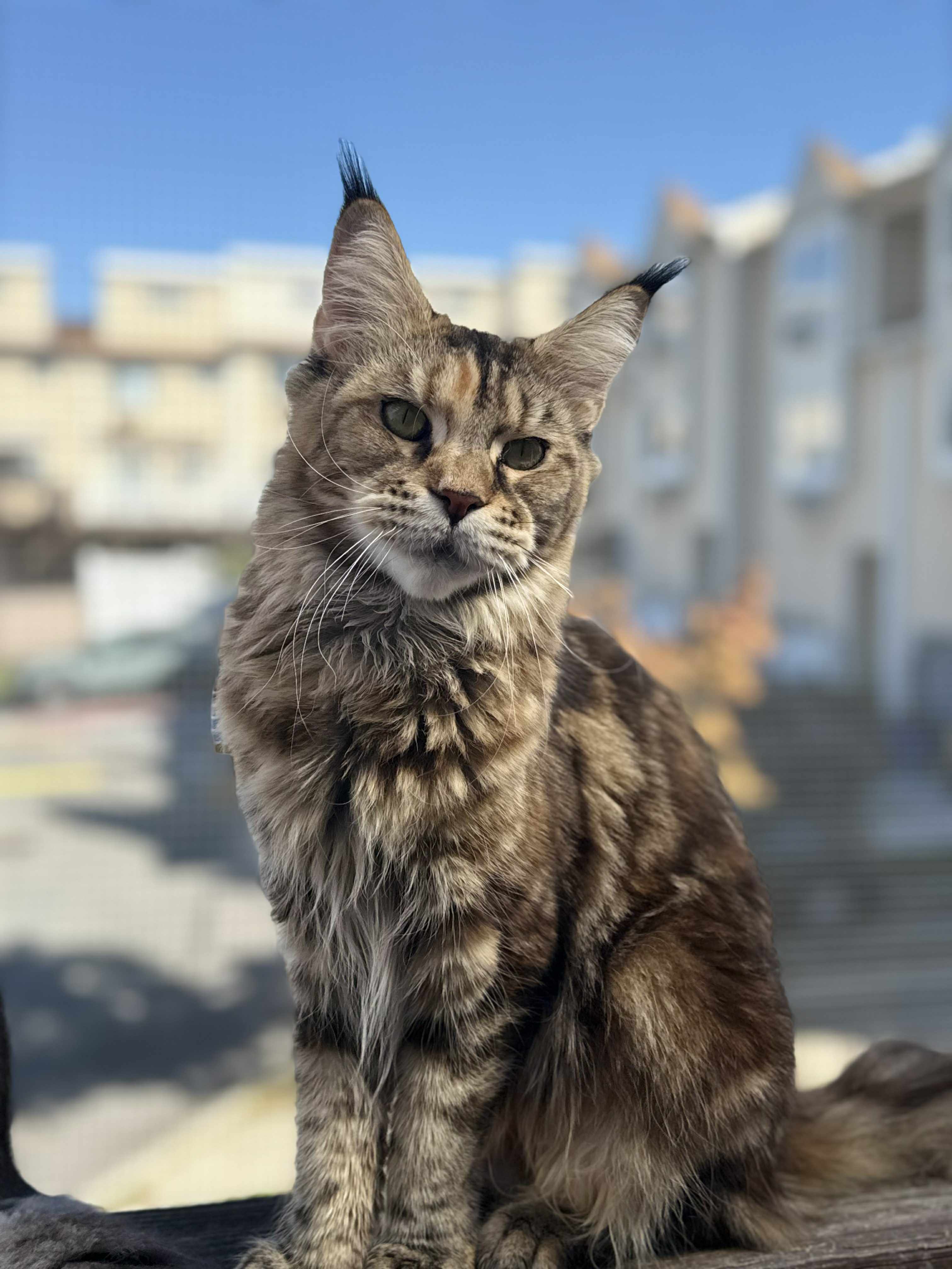 Adult Maine Coon 1