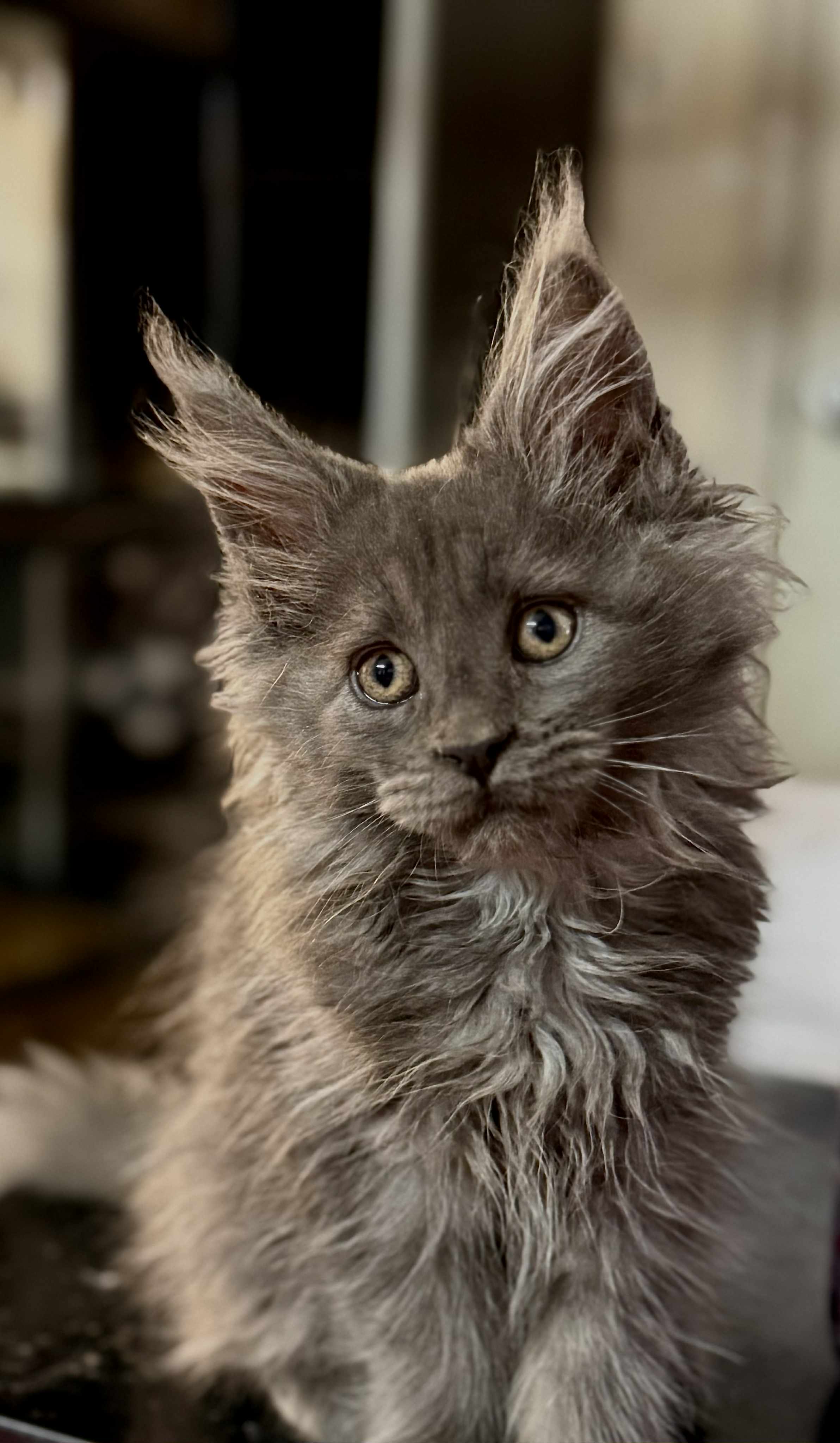 Kitten 55 (AVAILABLE FOR RESERVATION)