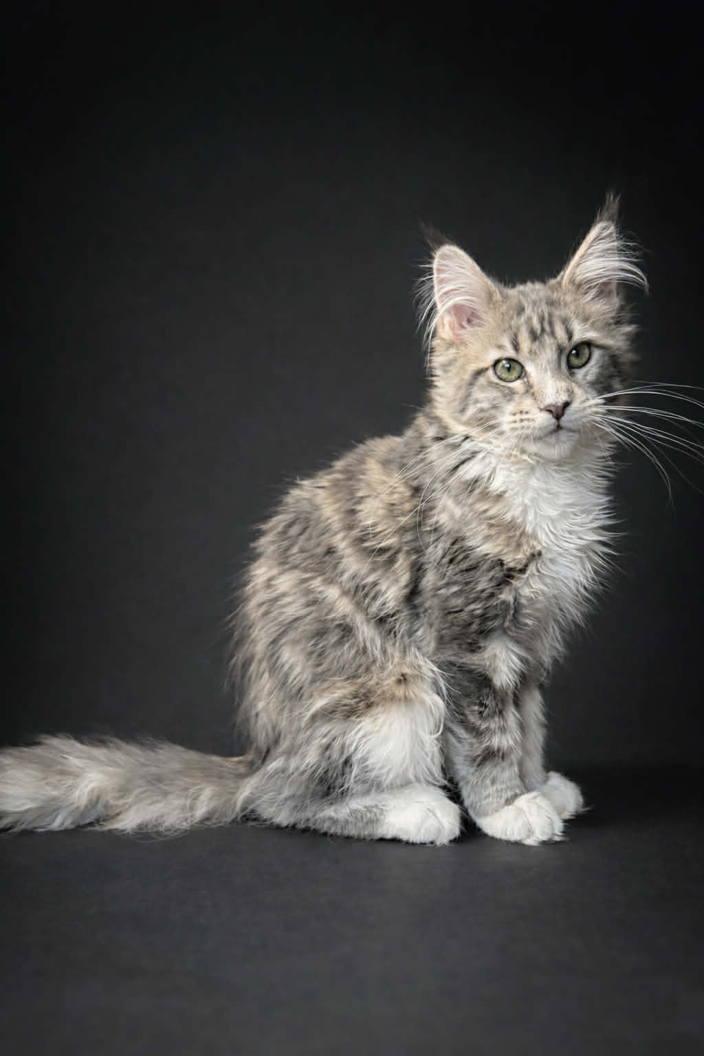 Kitten 77 (AVAILABLE)