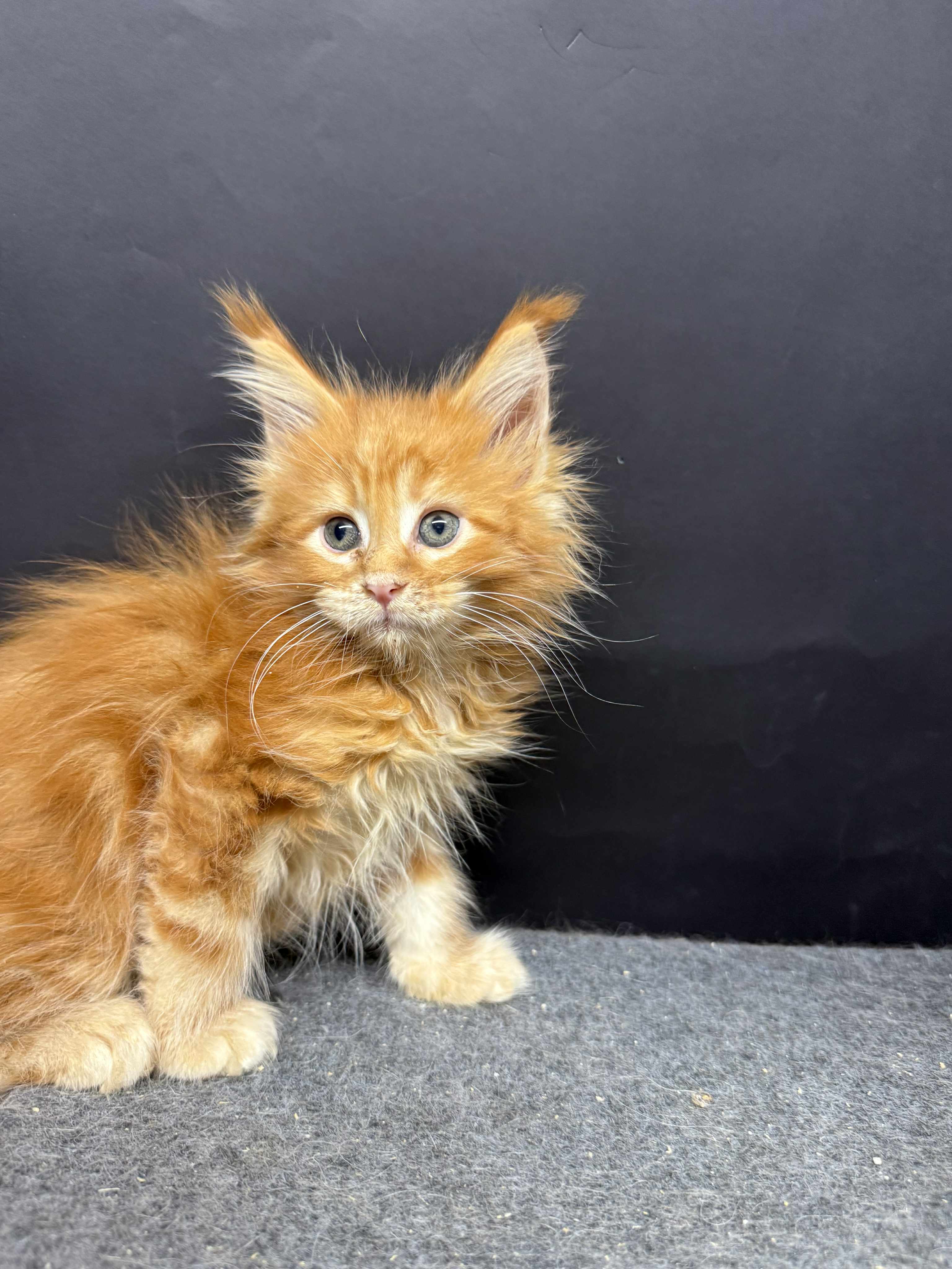 Kitten 50 (AVAILABLE)