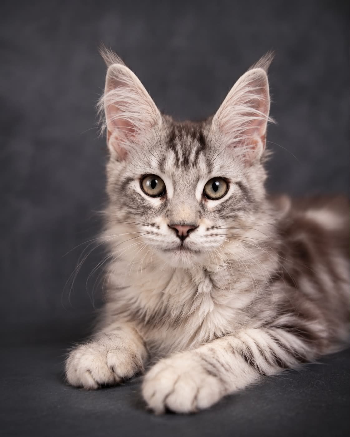 Kitten 90 (AVAILABLE)