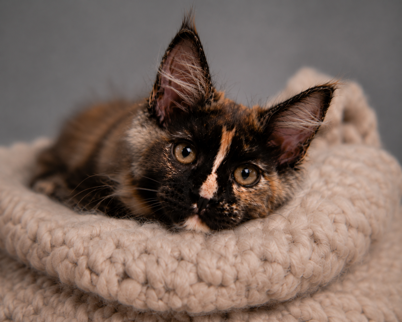 Kitten 95 (AVAILABLE)