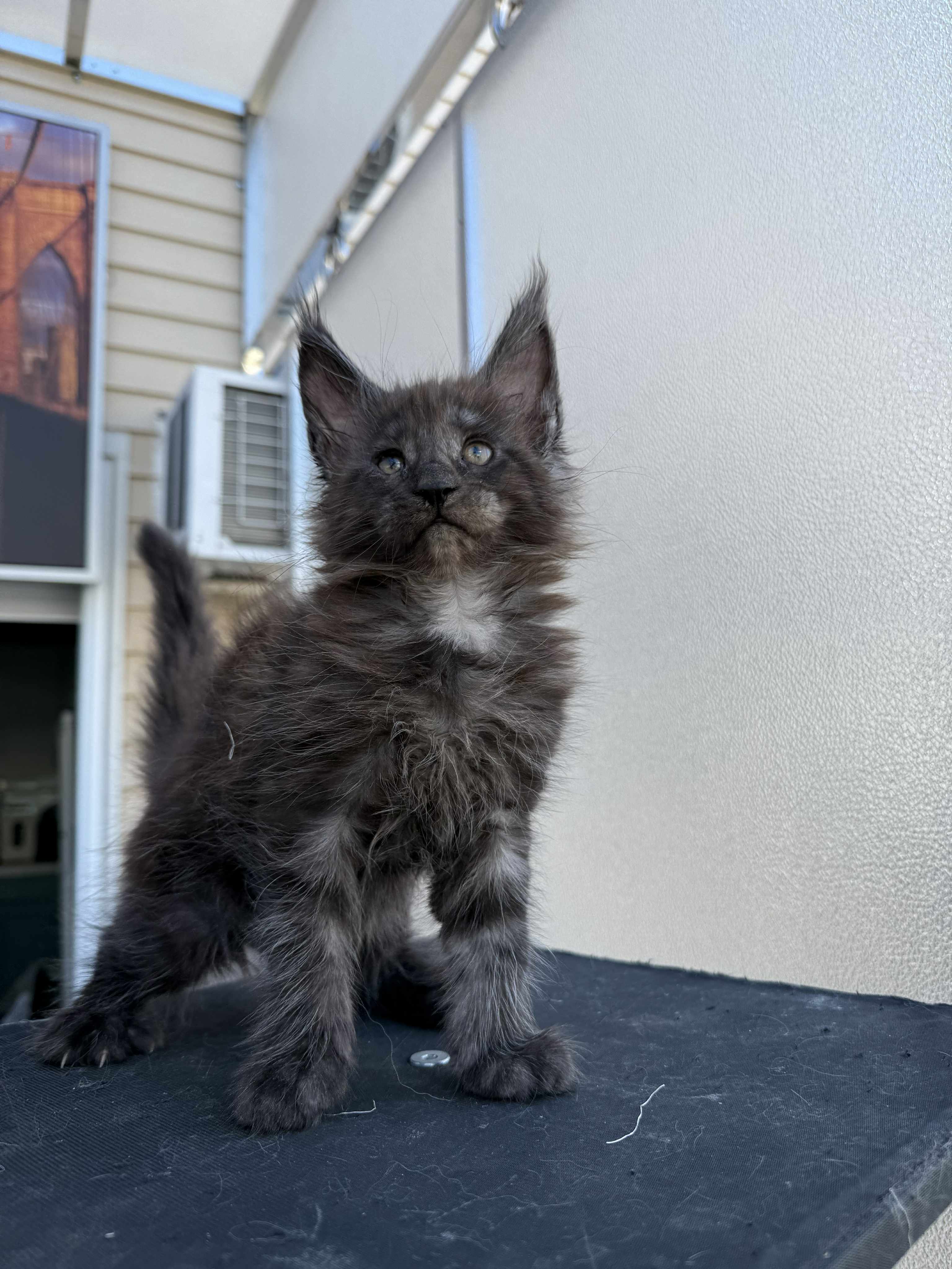 Kitten 46 (AVAILABLE)