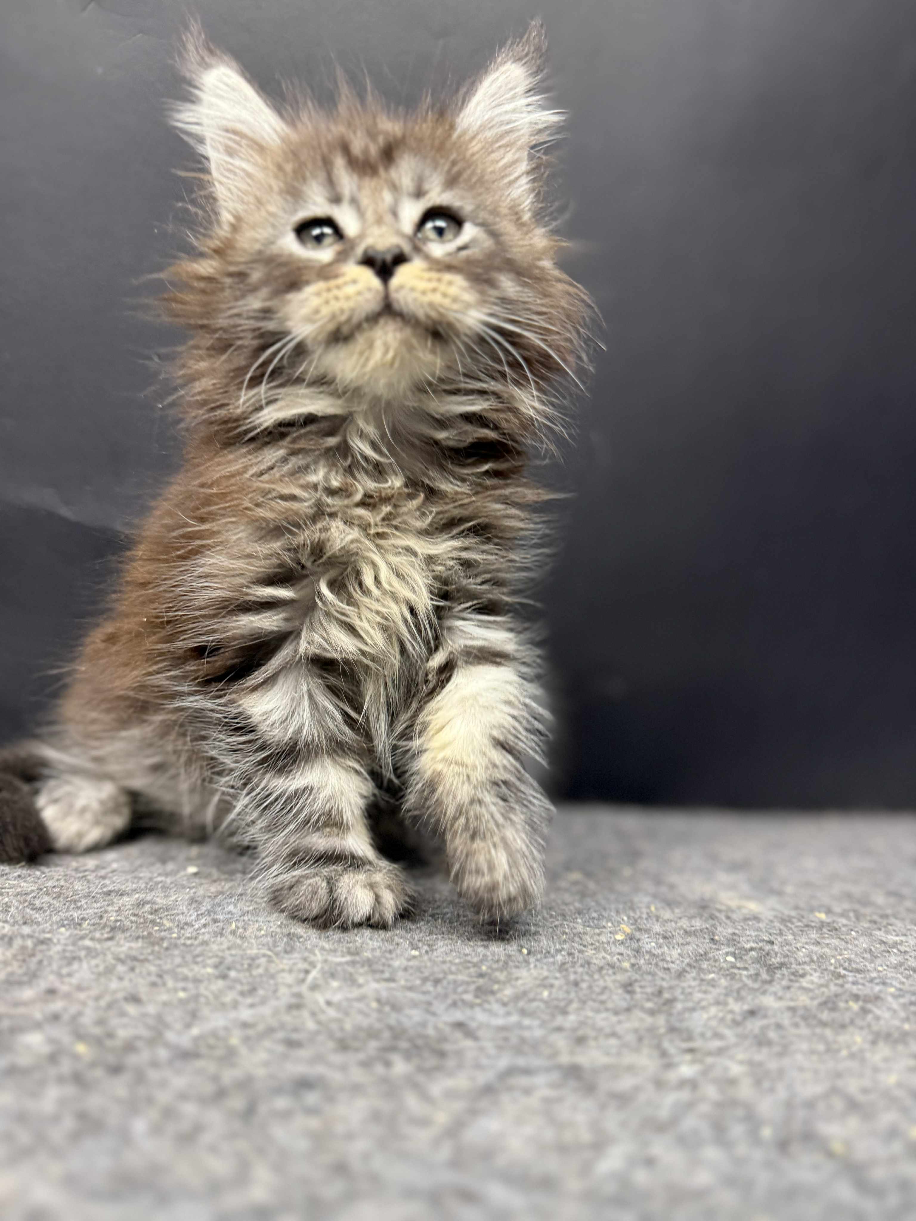 Kitten 51 (AVAILABLE)