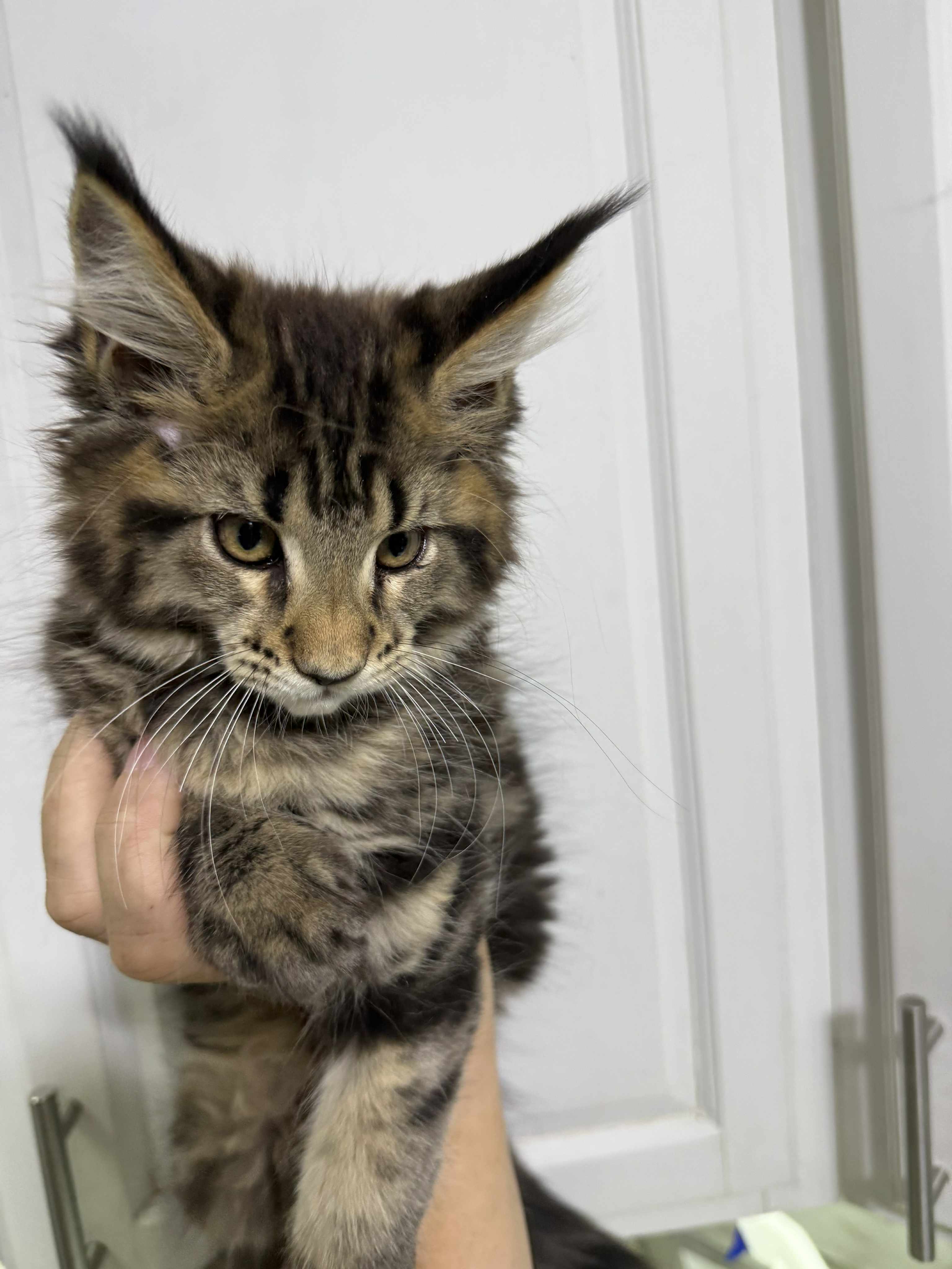 Kitten 45 (RESERVED)