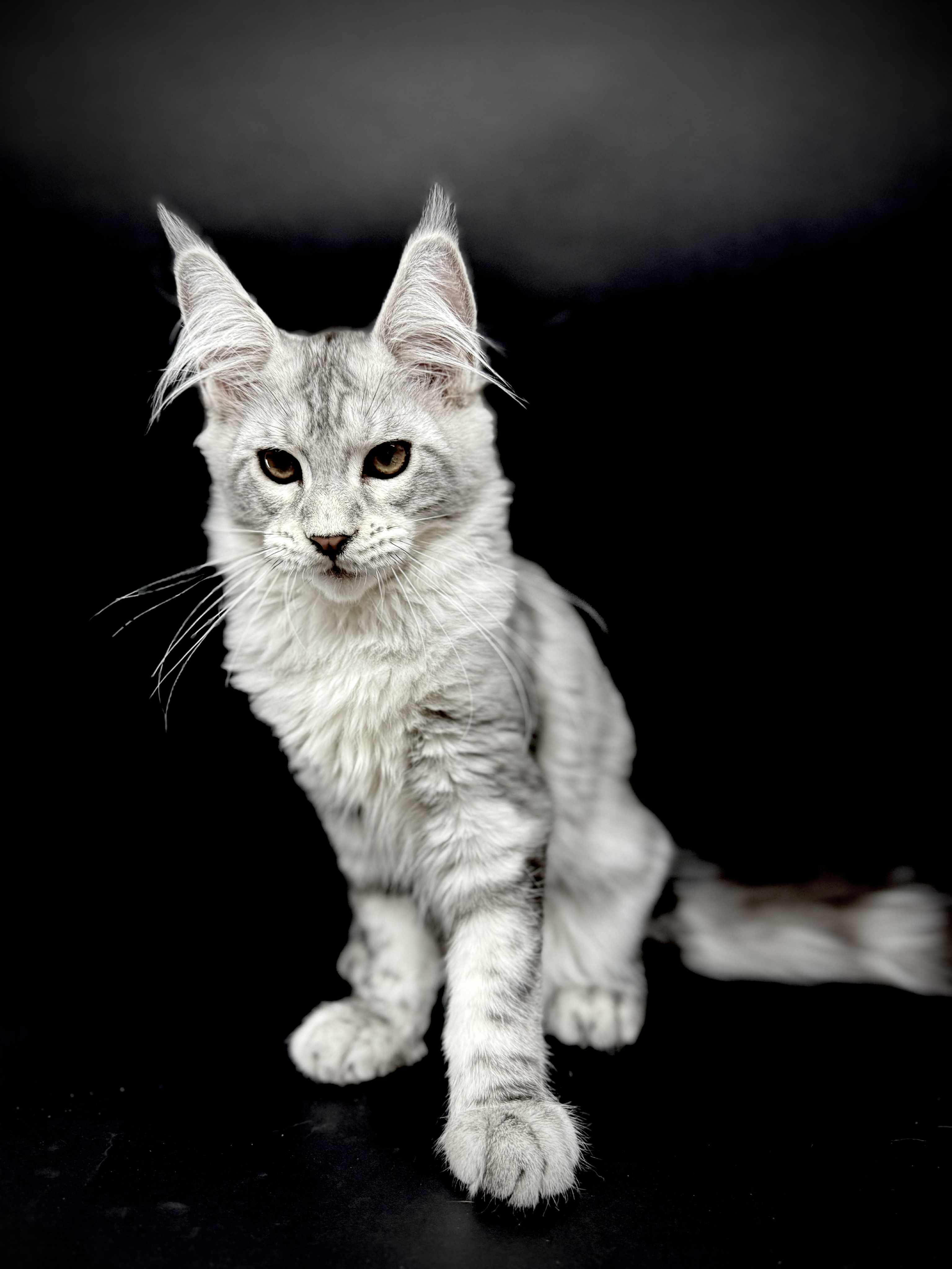 Kitten 48 (AVAILABLE)