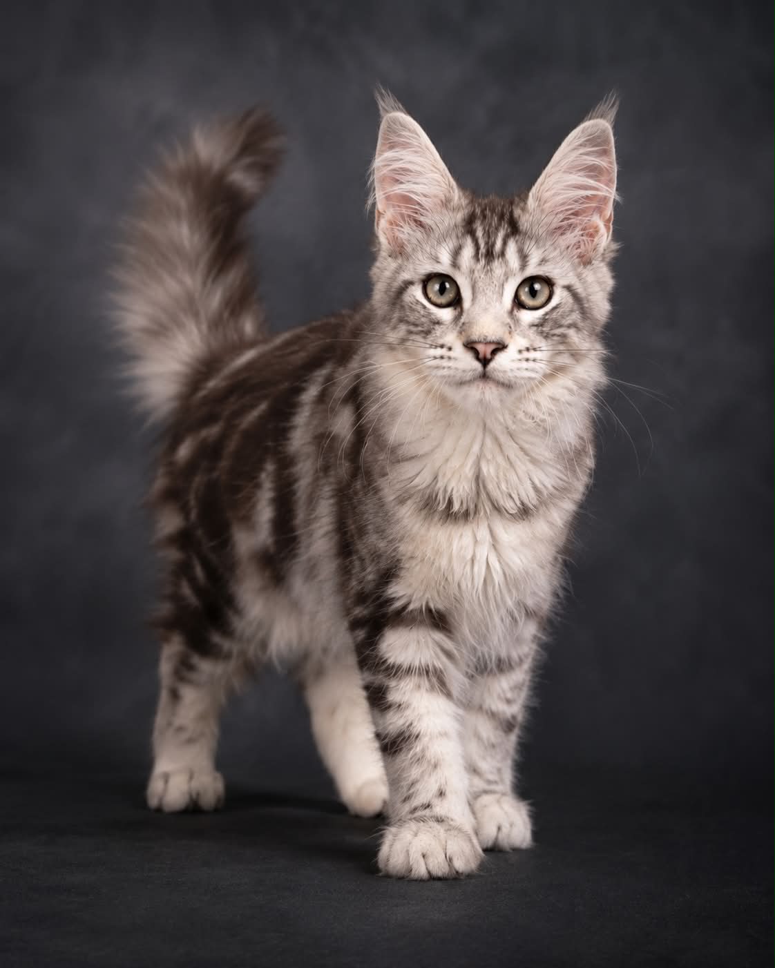 Kitten 90 (AVAILABLE)