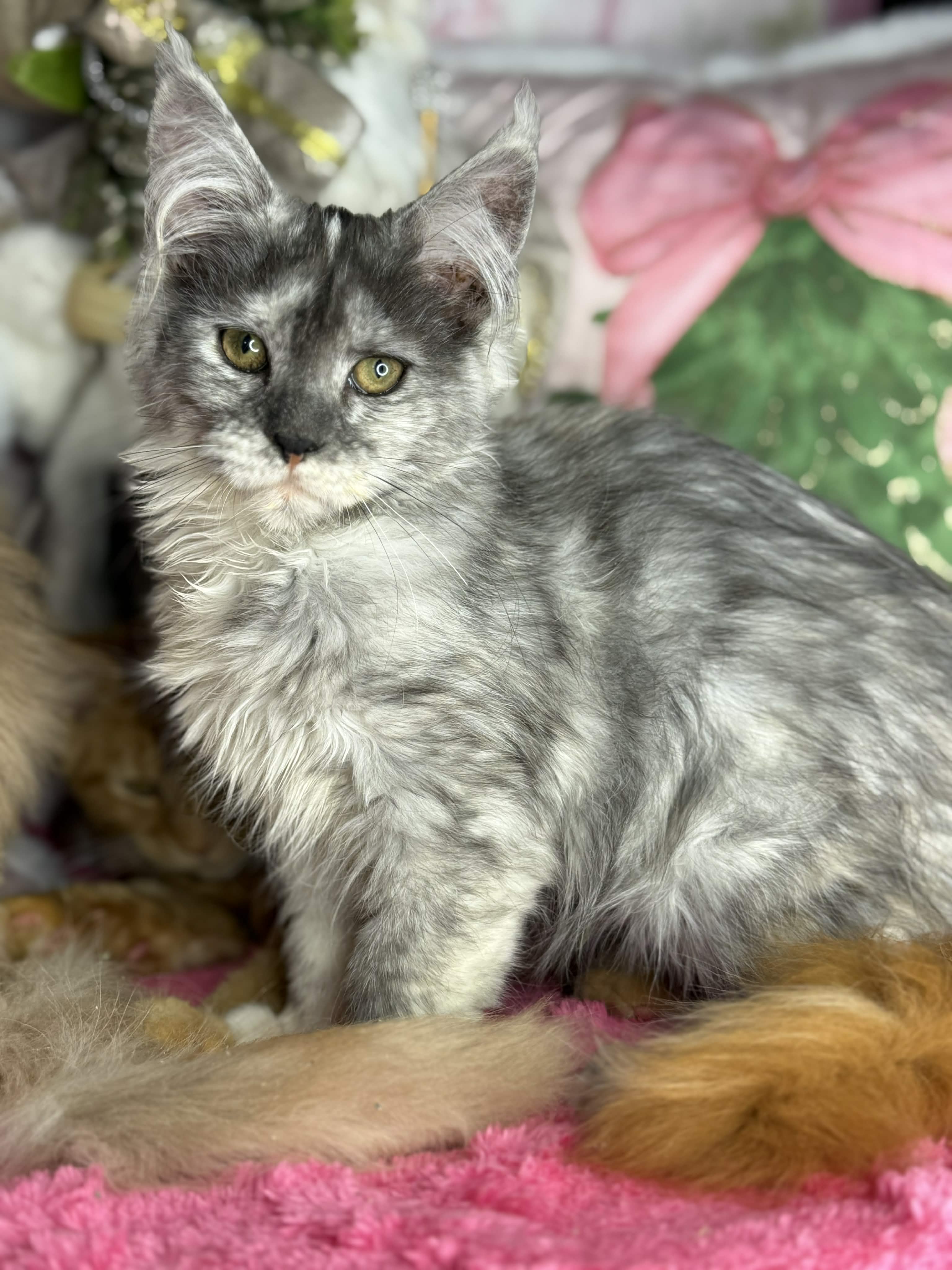 Kitten 64 (AVAILABLE)