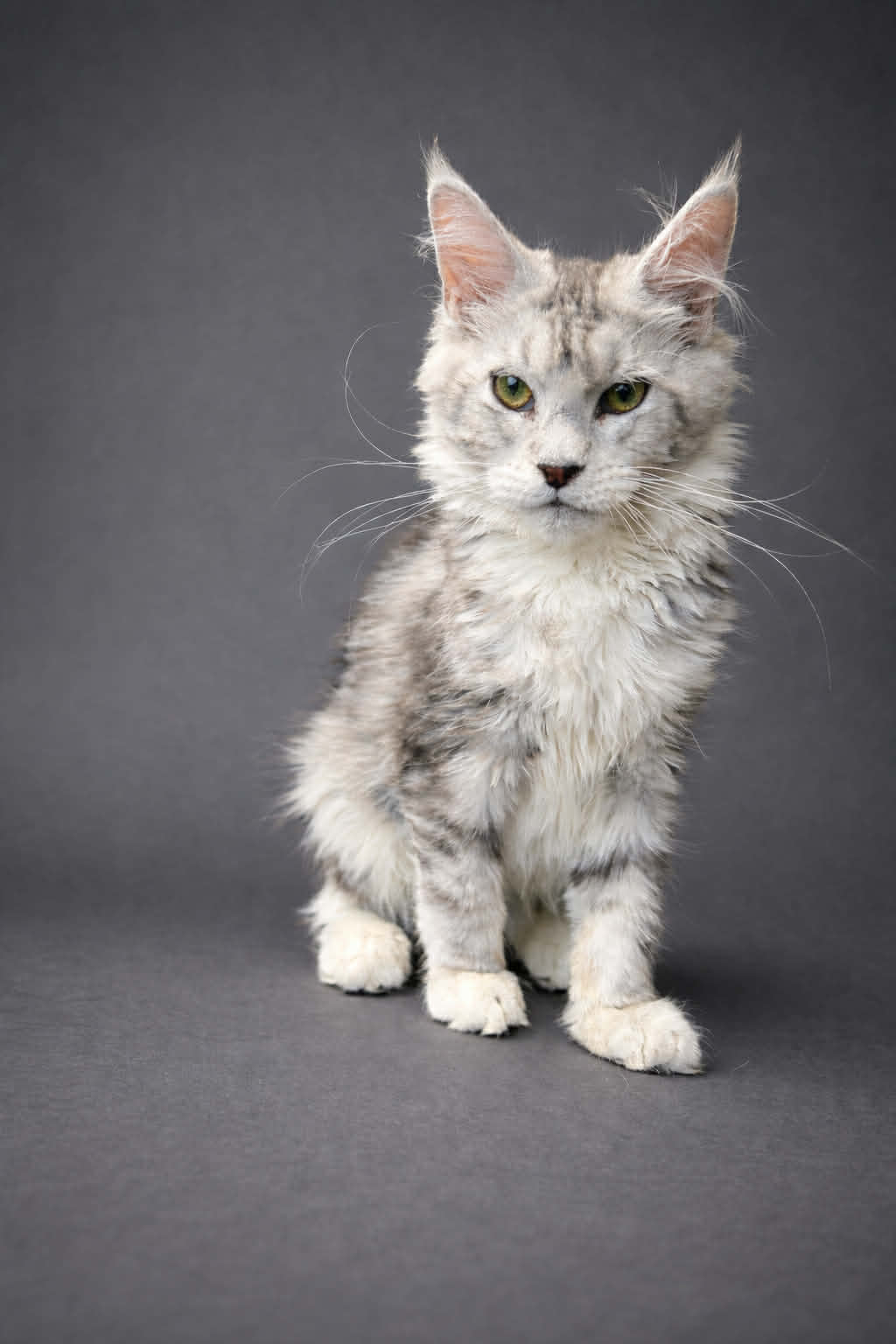 Kitten 76 (AVAILABLE)