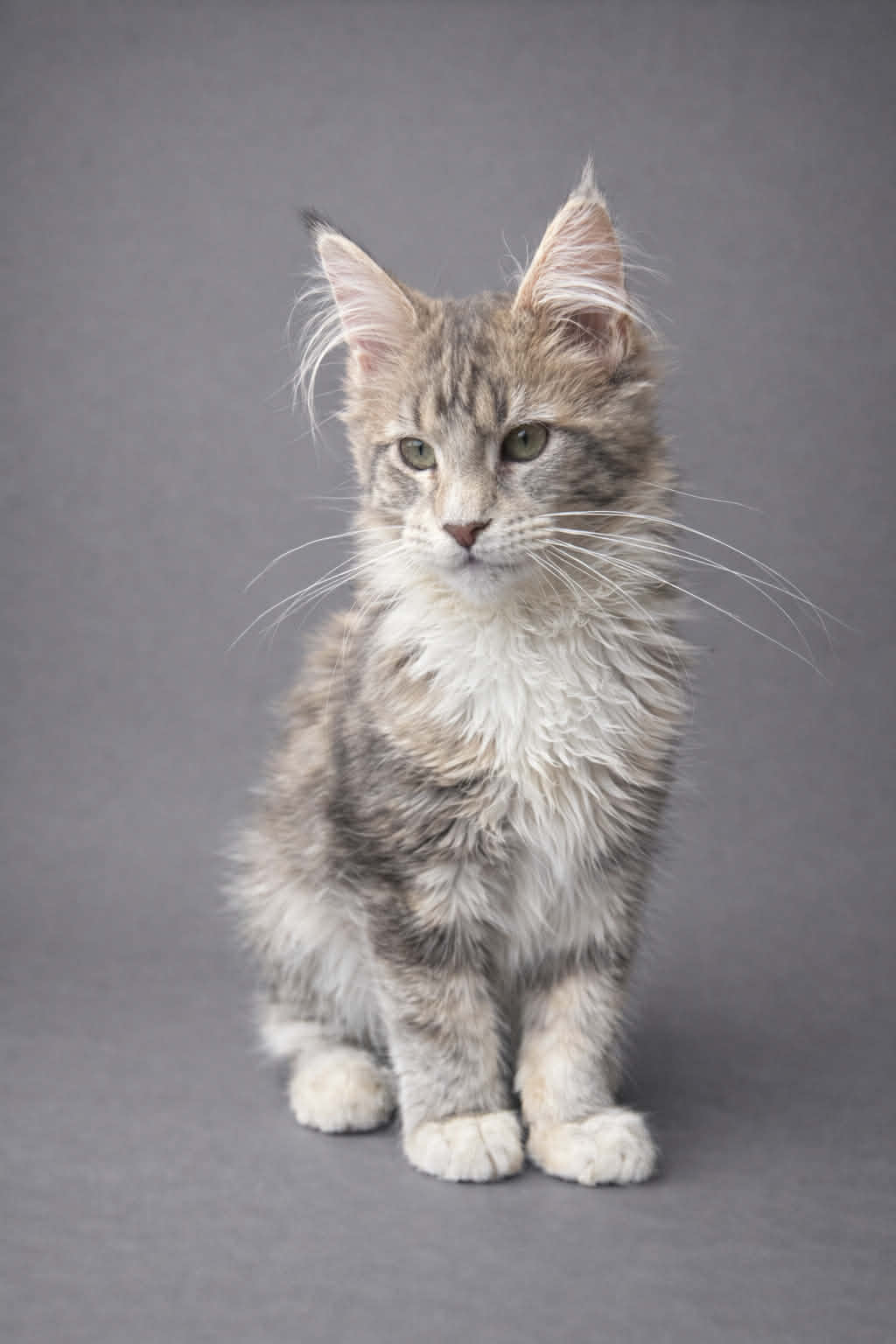 Kitten 77 (AVAILABLE)