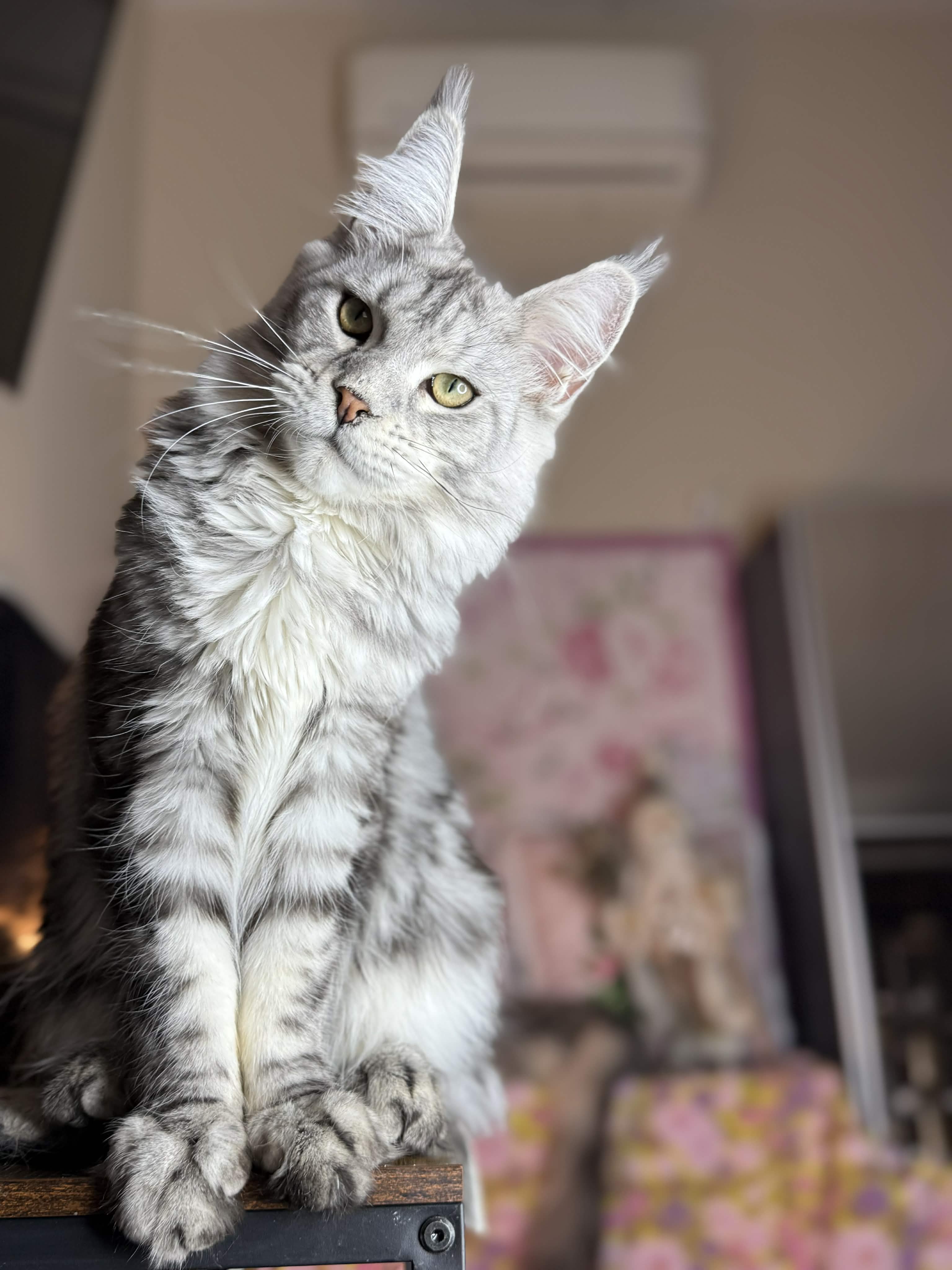 Kitten 65 (AVAILABLE)