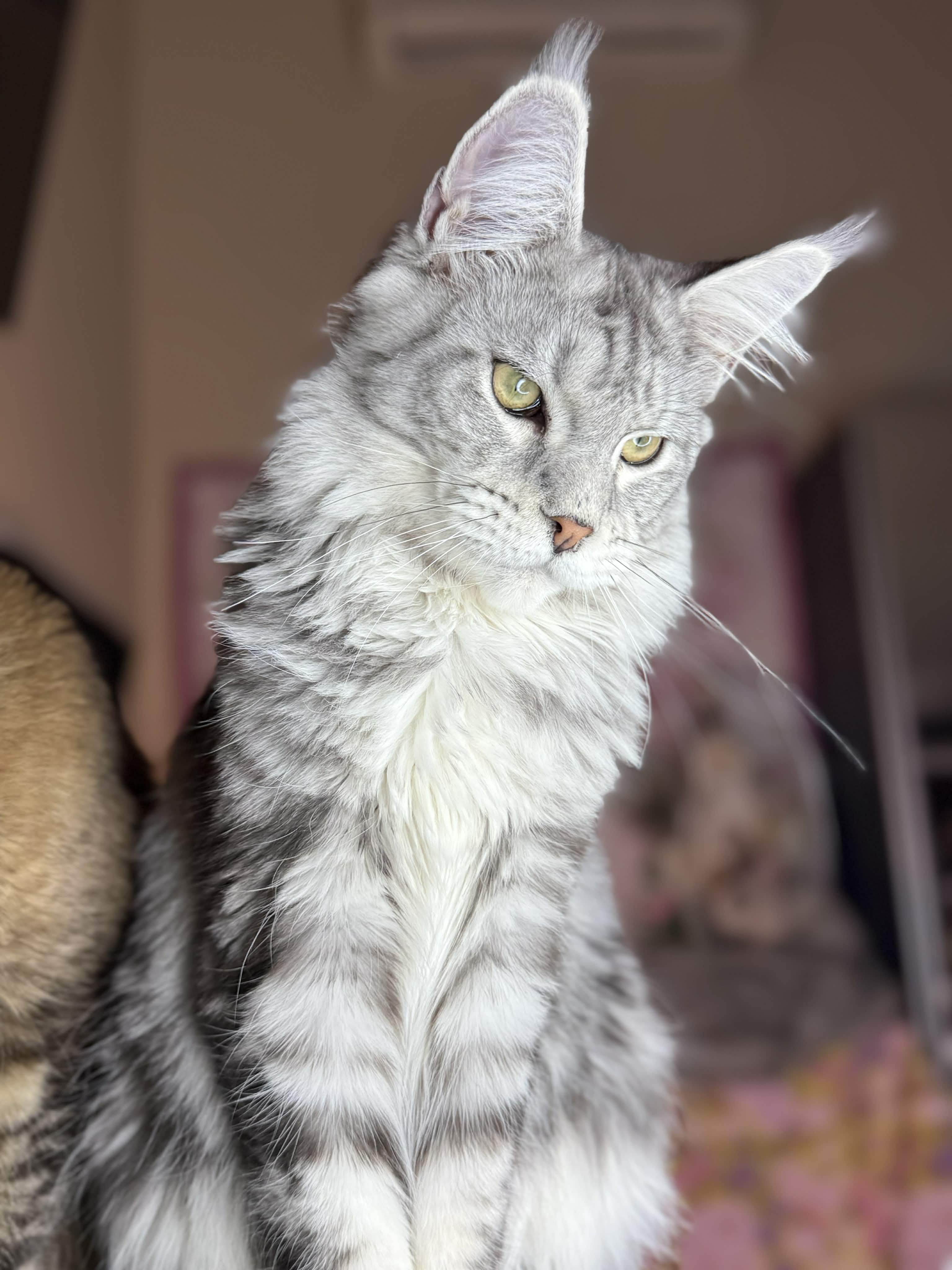 Kitten 65 (AVAILABLE)