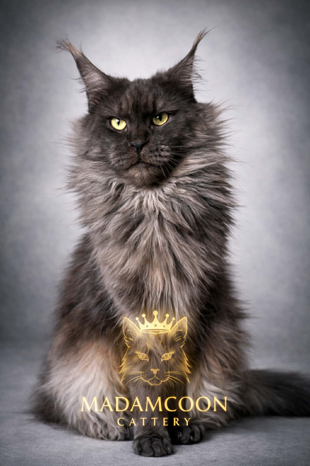 Kitten 74 (AVAILABLE)