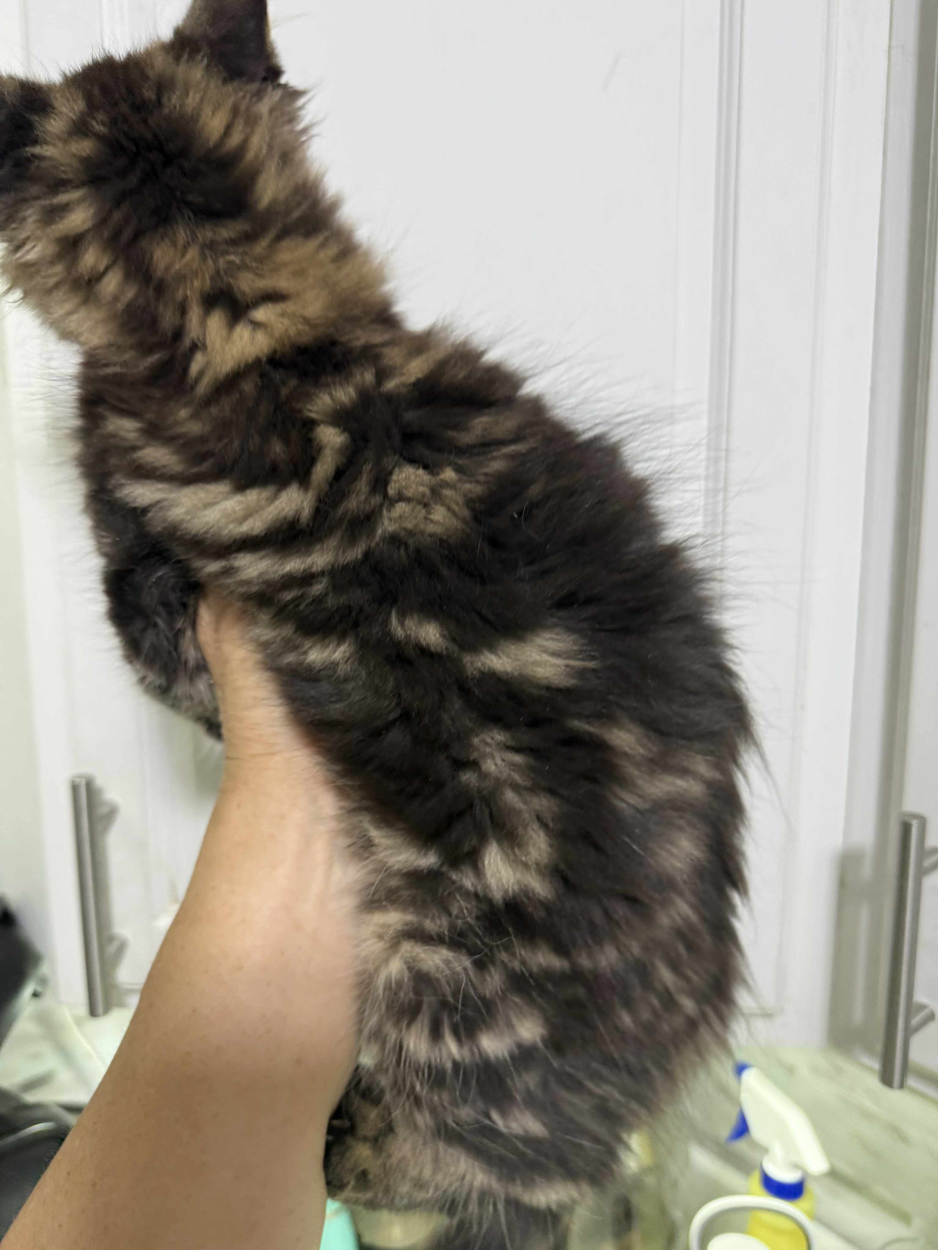 Kitten 45 (RESERVED)