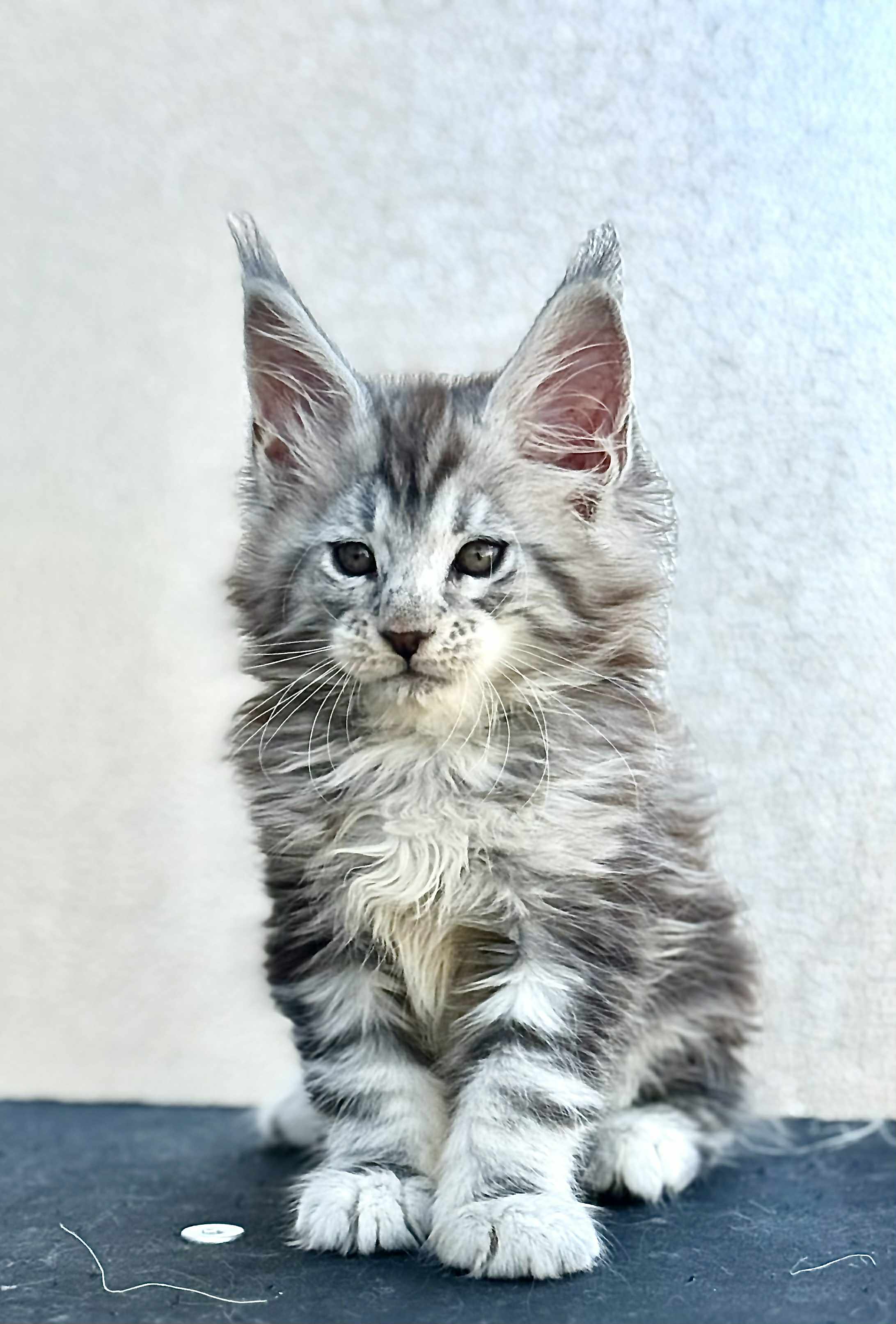 Kitten 47 (SOLD)