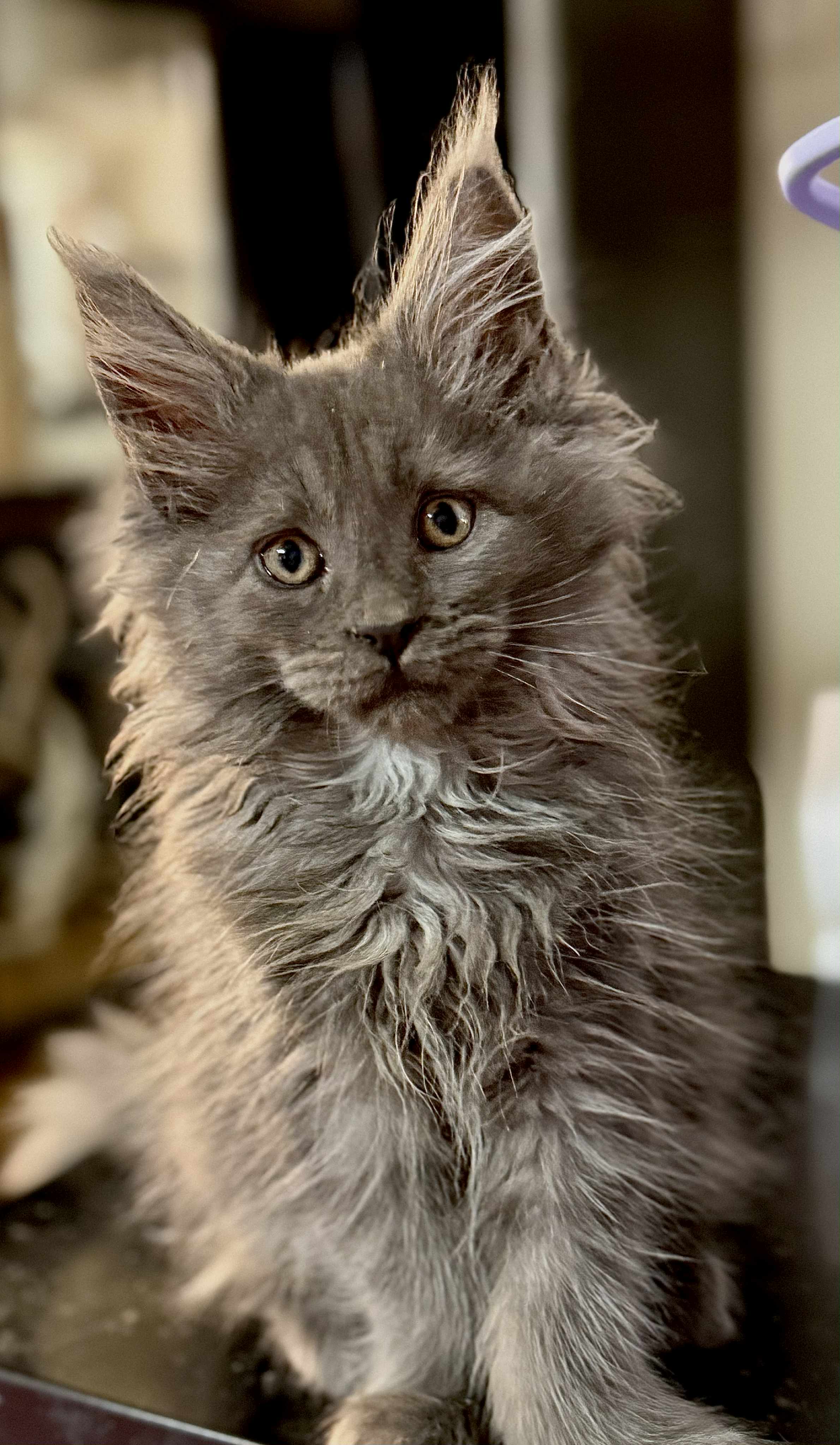 Kitten 55 (AVAILABLE FOR RESERVATION)