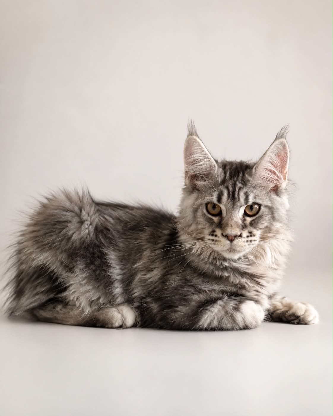 Kitten 85 (AVAILABLE)