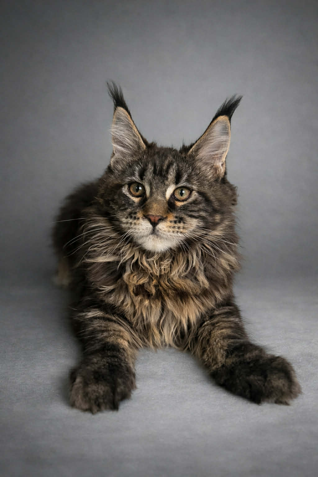 Kitten 78 (AVAILABLE)