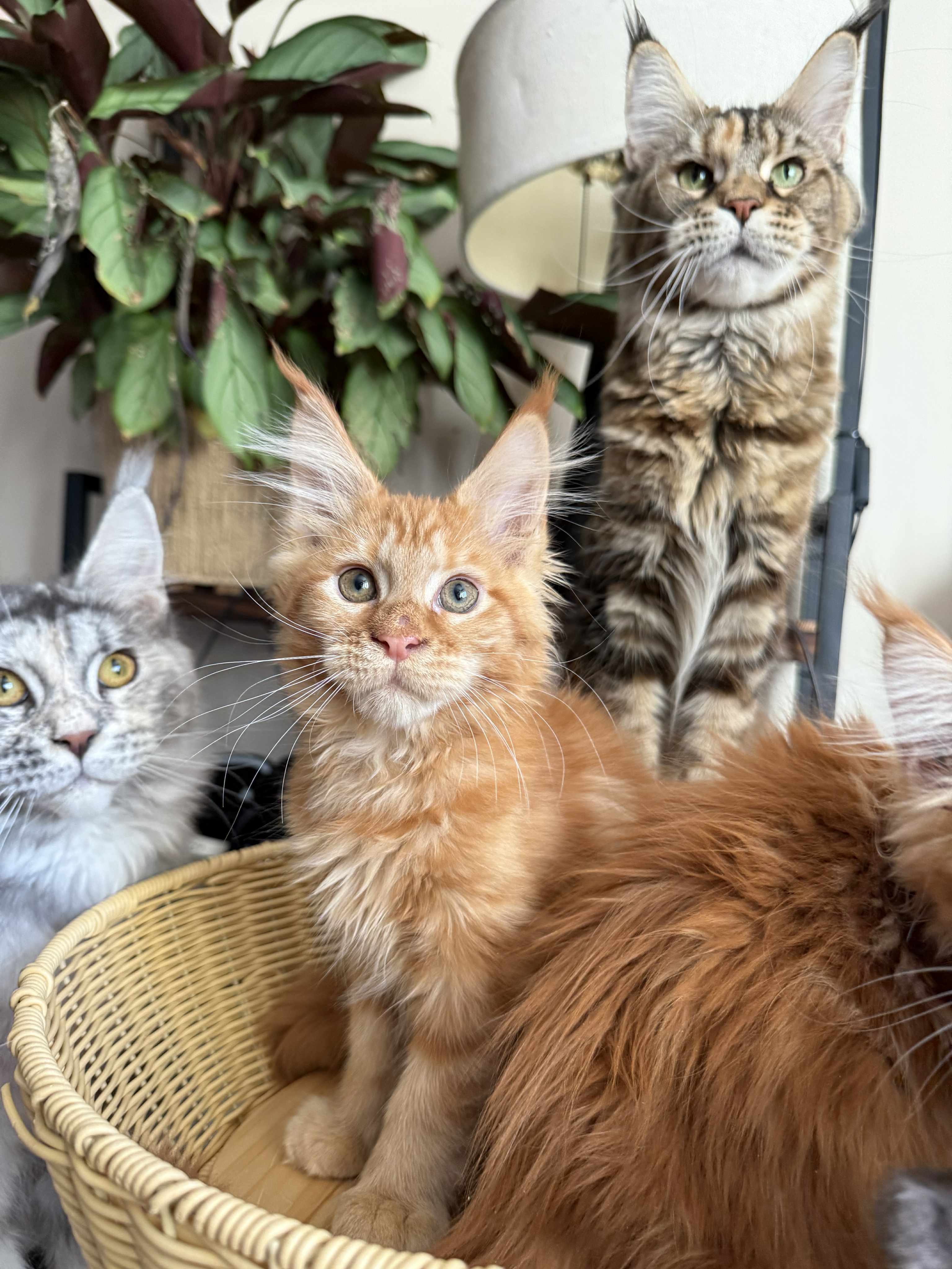 Kitten 58 (AVAILABLE)