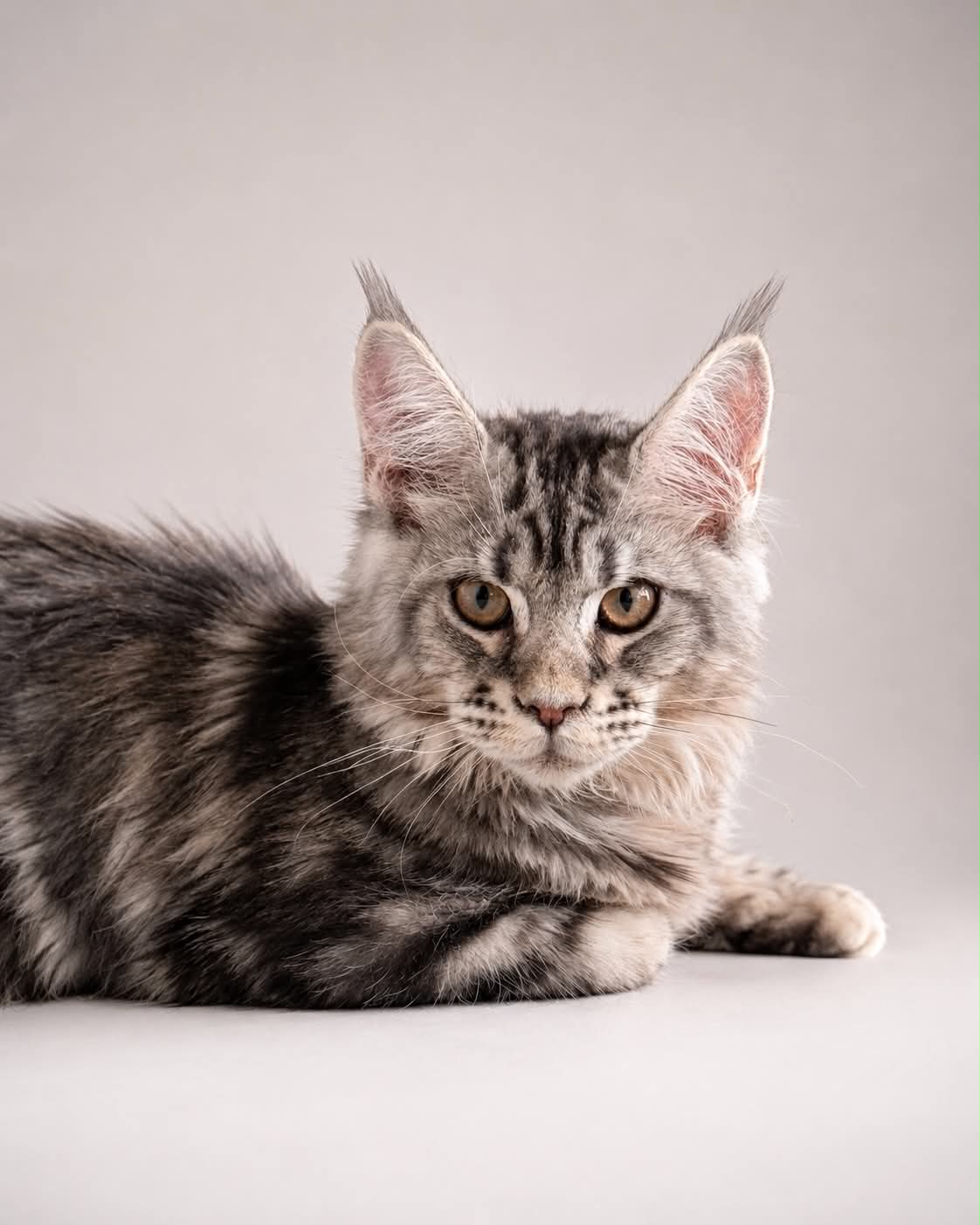 Kitten 85 (AVAILABLE)