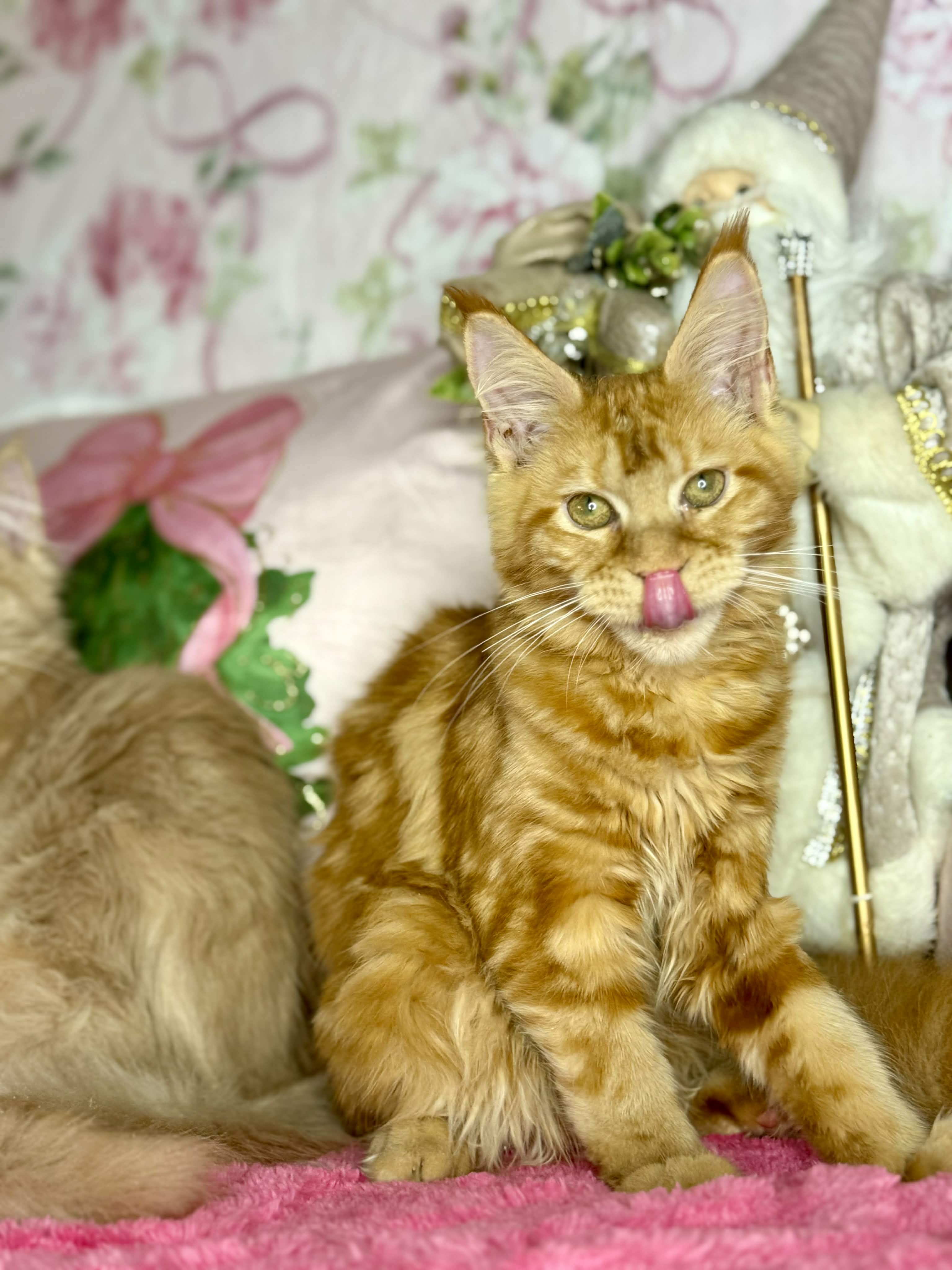 Kitten 63 (AVAILABLE)